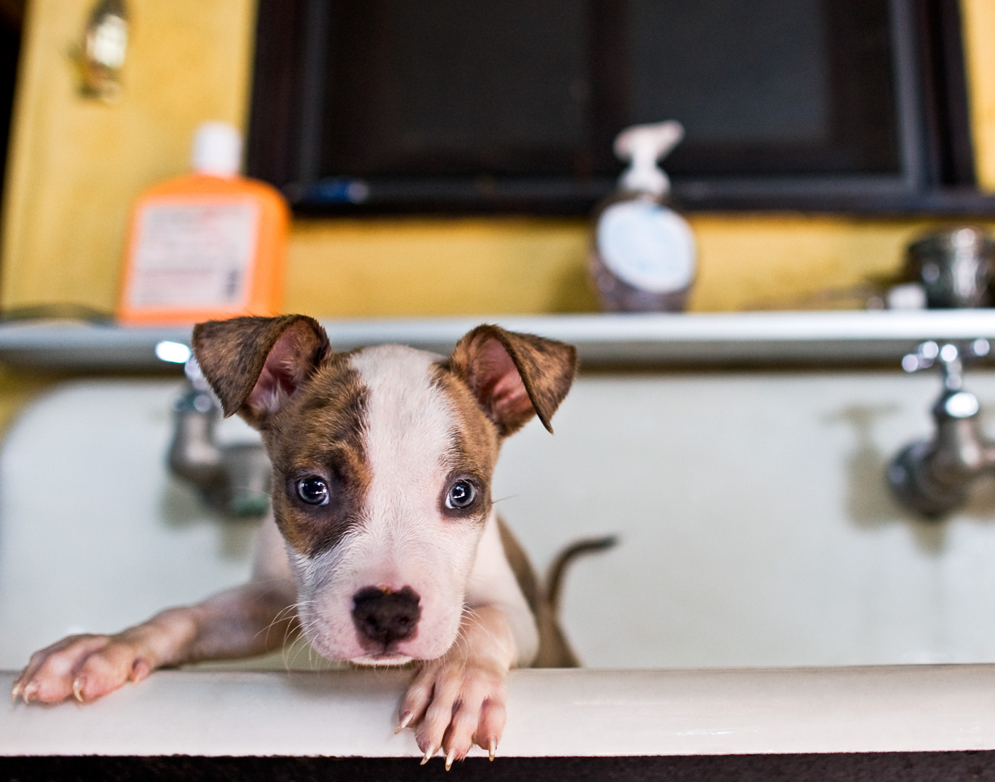 Los Angeles Dog Photography, Michael Brian, Pit Bull puppy in a sink, Purina Puppy Chow