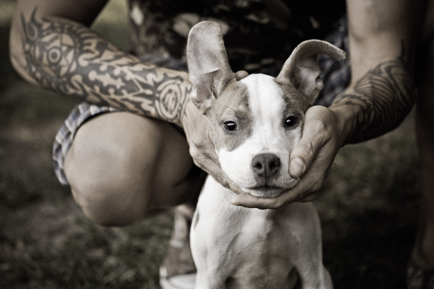 Los Angeles Dog Photography, Michael Brian, pets, cats, Tyson Kilmer holds Pit Bull puppy in hands, Dog Trainer