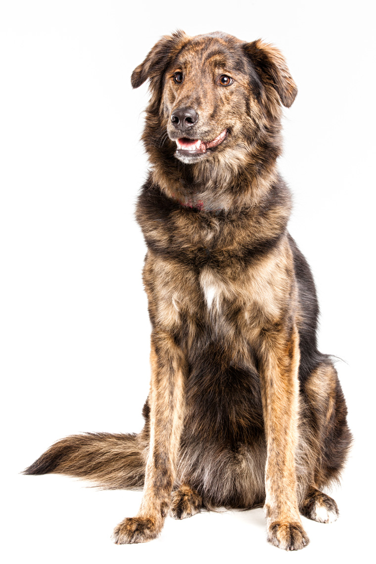 Los Angeles Dog Photography, Michael Brian, pet, cat, Full length studio portrait of Mixed Breed dog sitting