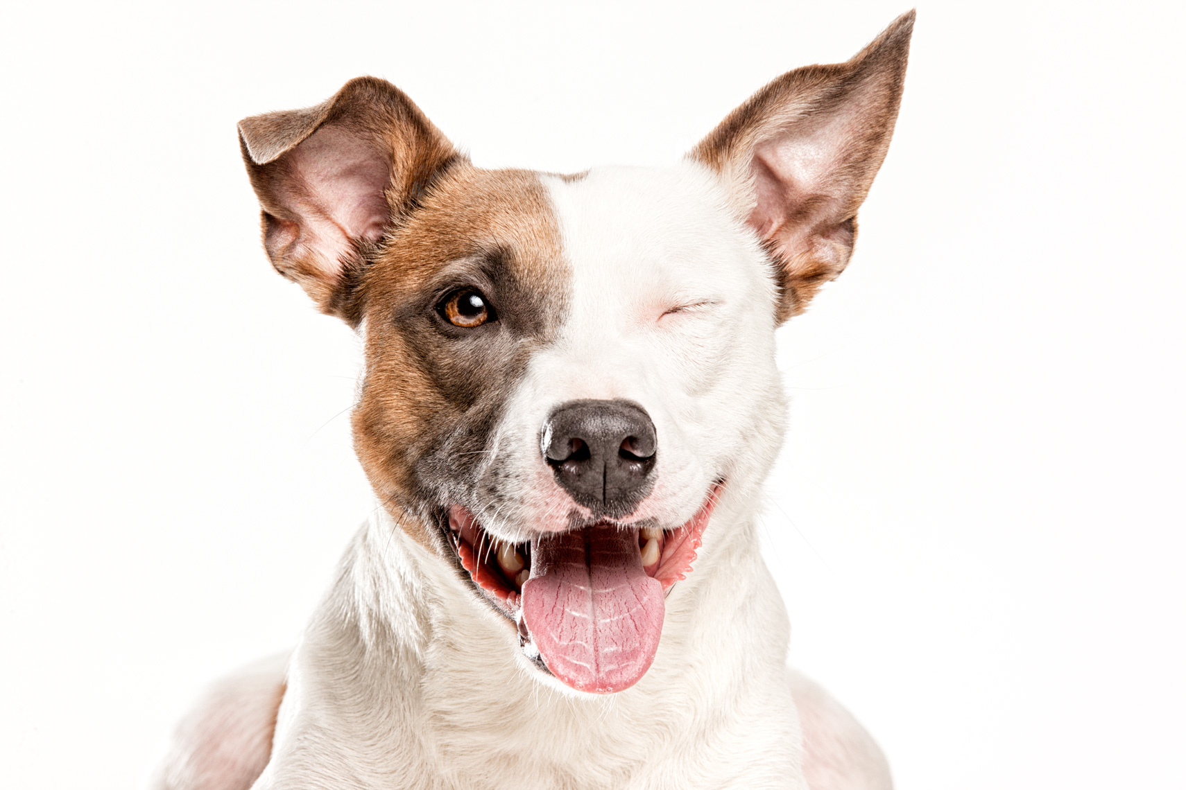 happy dog face white background
