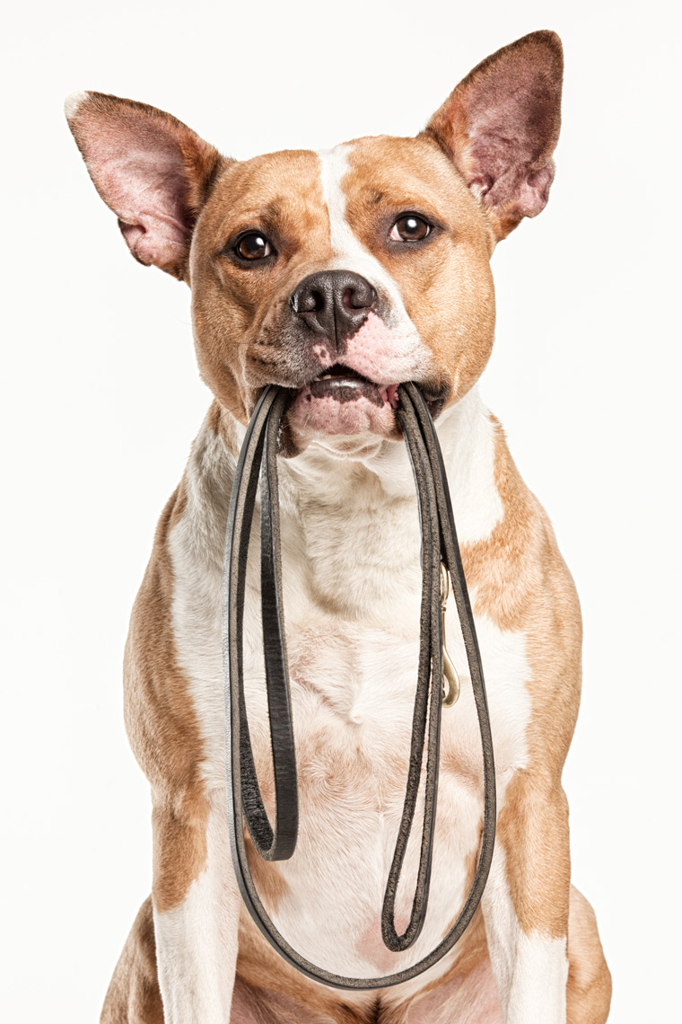 Los Angeles Dog Photography, Michael Brian, pet, cat, Pit Bull mix, leash in mouth, Studio portrait