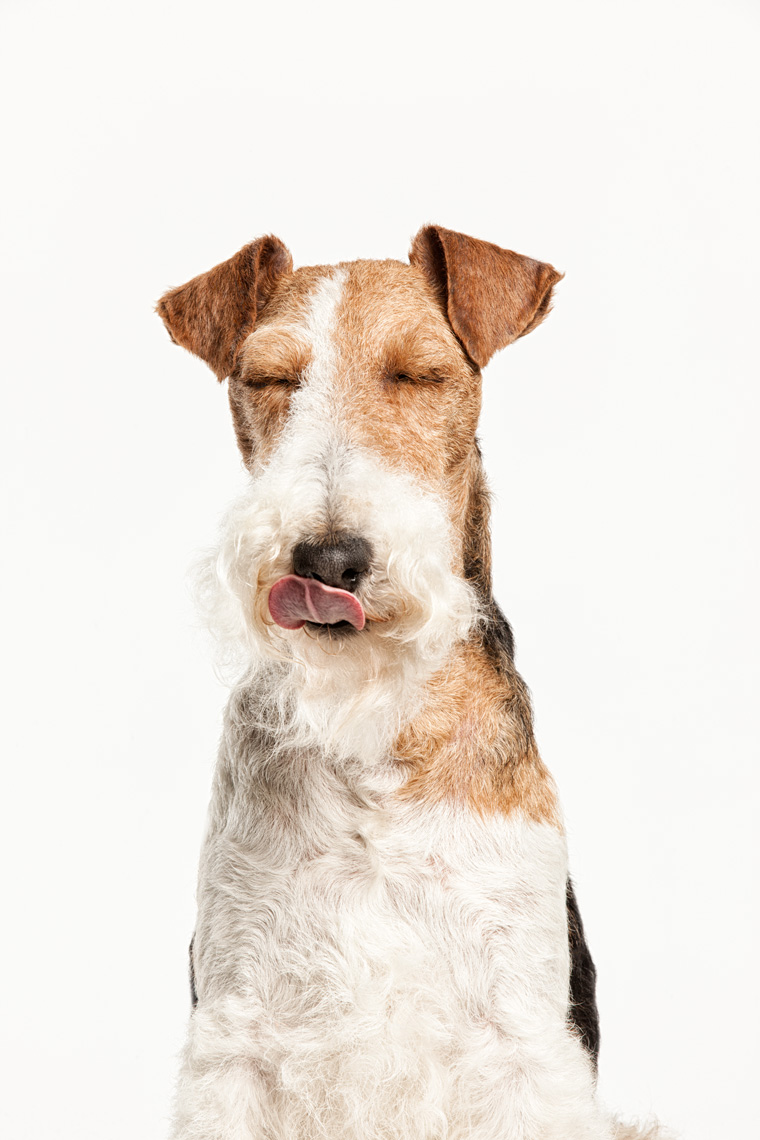 Los Angeles Dog Photography, Michael Brian, pet, cat, Wire Hair Fox Terrier, tongue out, Peaceful studio portrait