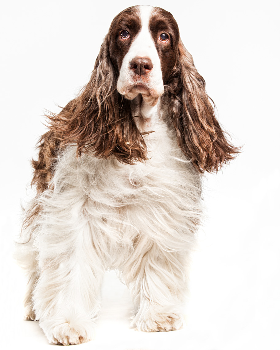 Los Angeles Dog Photography, Michael Brian, pet, cat, Springer Spaniel, hair blowing, Full body studio portrait