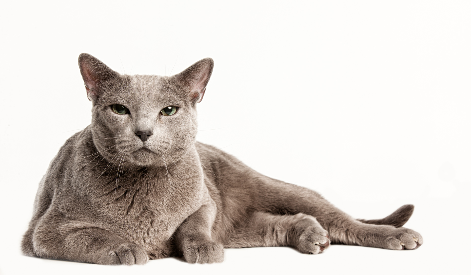 Los Angeles Cat Photography, Michael Brian, pet, dog, Russian Blue Cat laying down, studio portrait