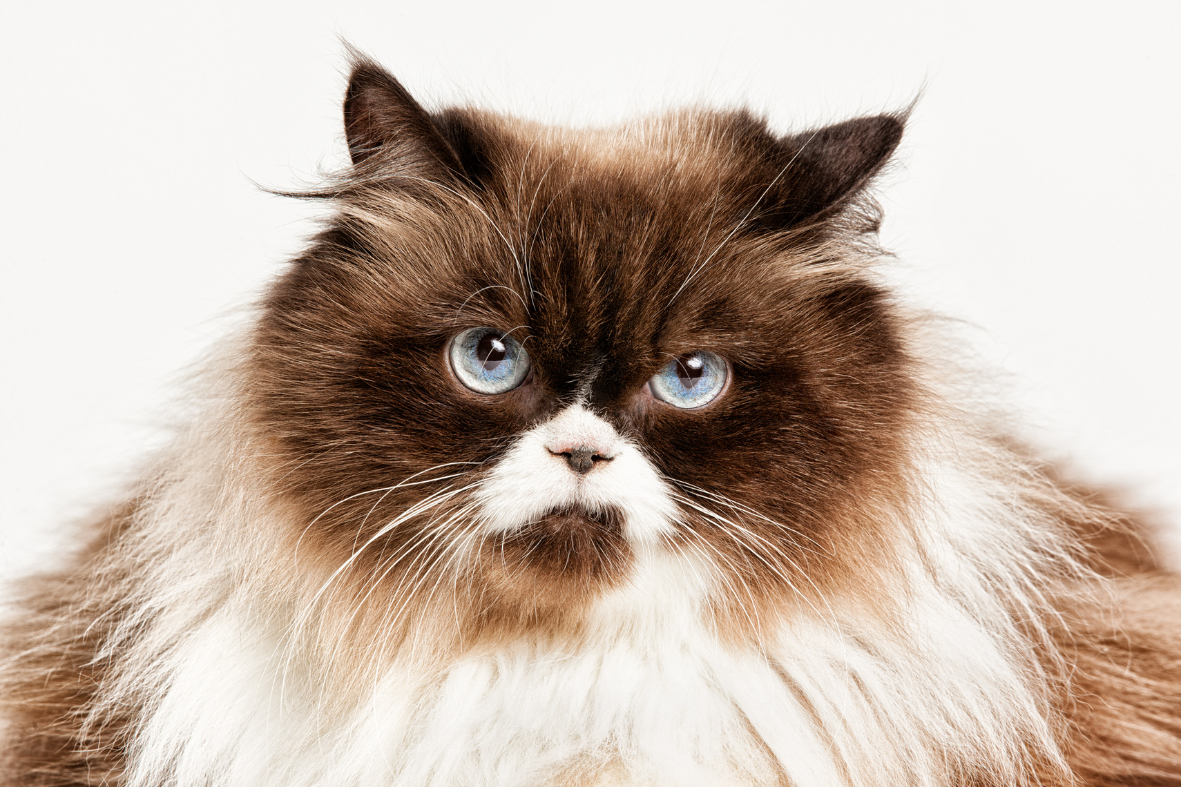 Los Angeles Cat Photography, Michael Brian, pet, dog, Awesome Himalayan cat, studio portrait, Studio portrait