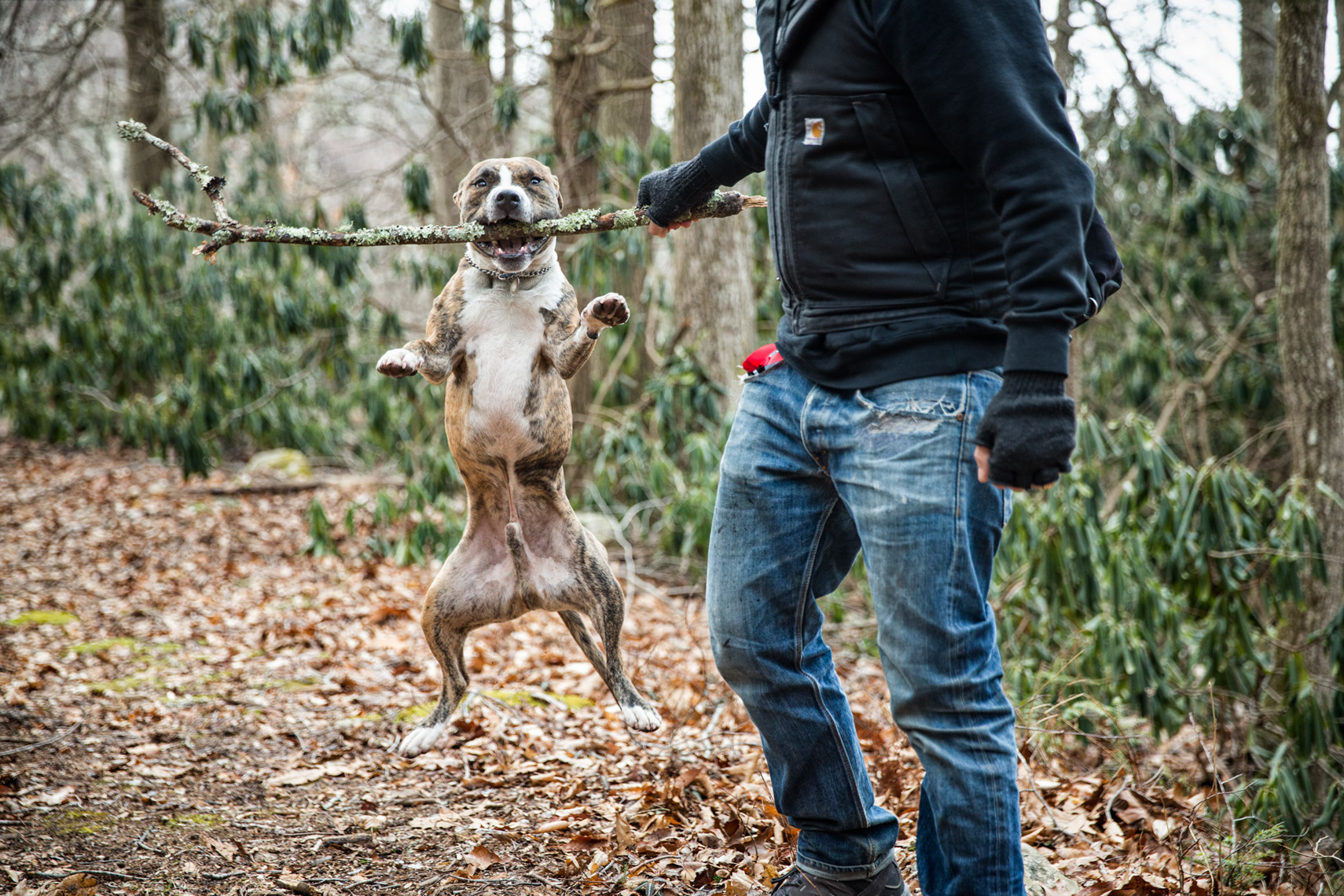 Los Angeles Dog Photography, Michael Brian, Pit Bull plays with stick, Zeus Jones Purina ONE 28 Day Challenge Asheville, North Carolina, Michael Brian Dog Photography