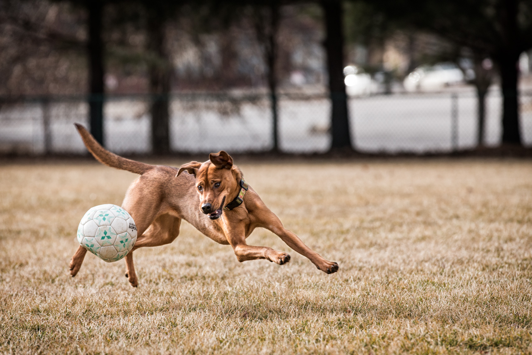 Los Angeles Dog Photography, Michael Brian, pet, cat, Dog chasing soccer ball, Zeus Jones Purina ONE 28 Day Challenge Asheville, North Carolina