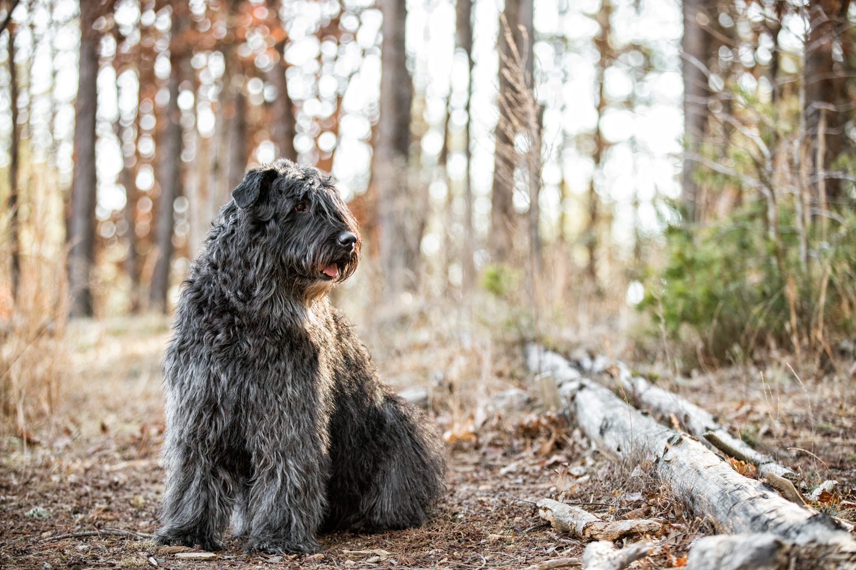 Los Angeles Dog Photography, Michael Brian, pet, cat, Bouvier des Flandres in the woods, Zeus Jones Purina ONE 28 Day Challenge Asheville, North Carolina