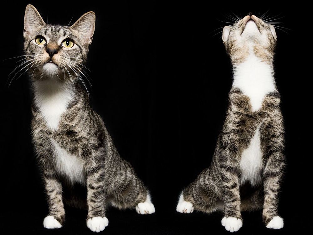 Los Angeles Cat Photography, Michael Brian, pet, dog, American Shorthair cat, yoga poses, studio portrait