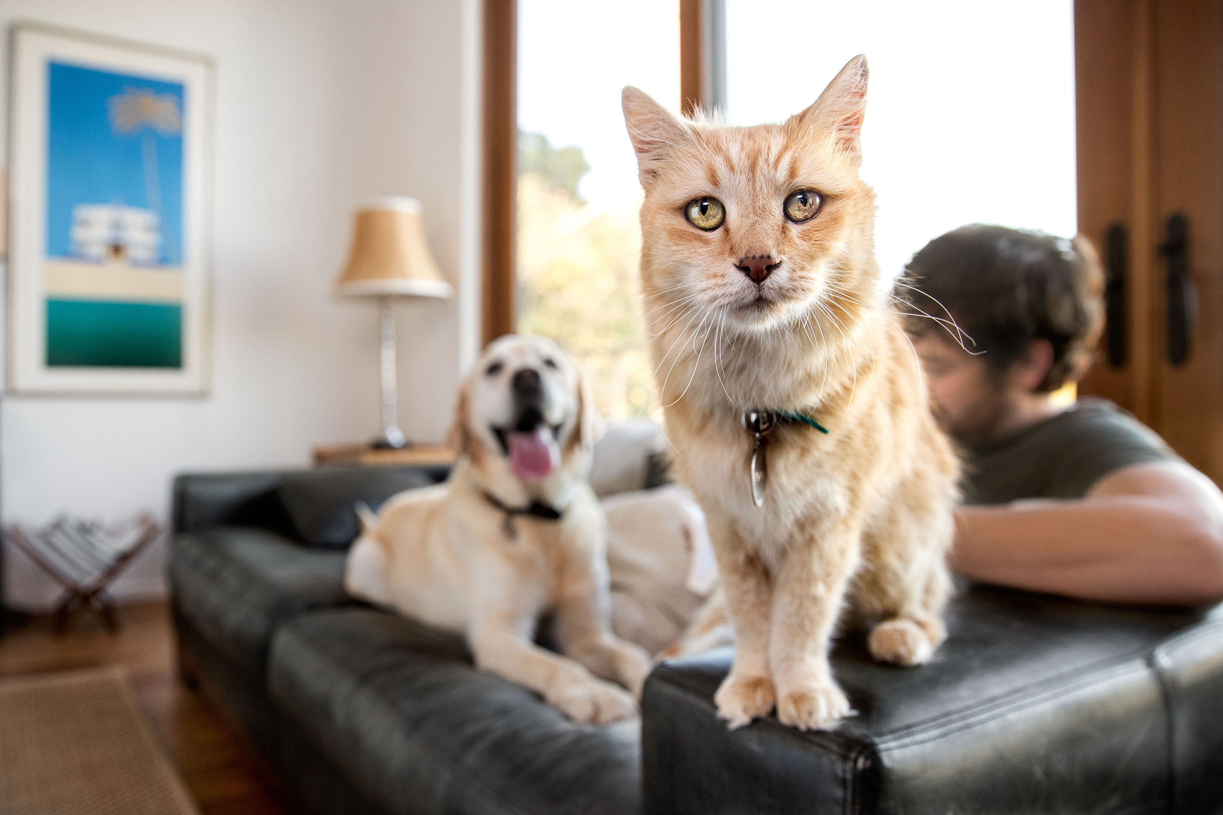 191105_Banfield_Josh_Valentine_Focus_in_Living_Room_0066_RT_nik_web