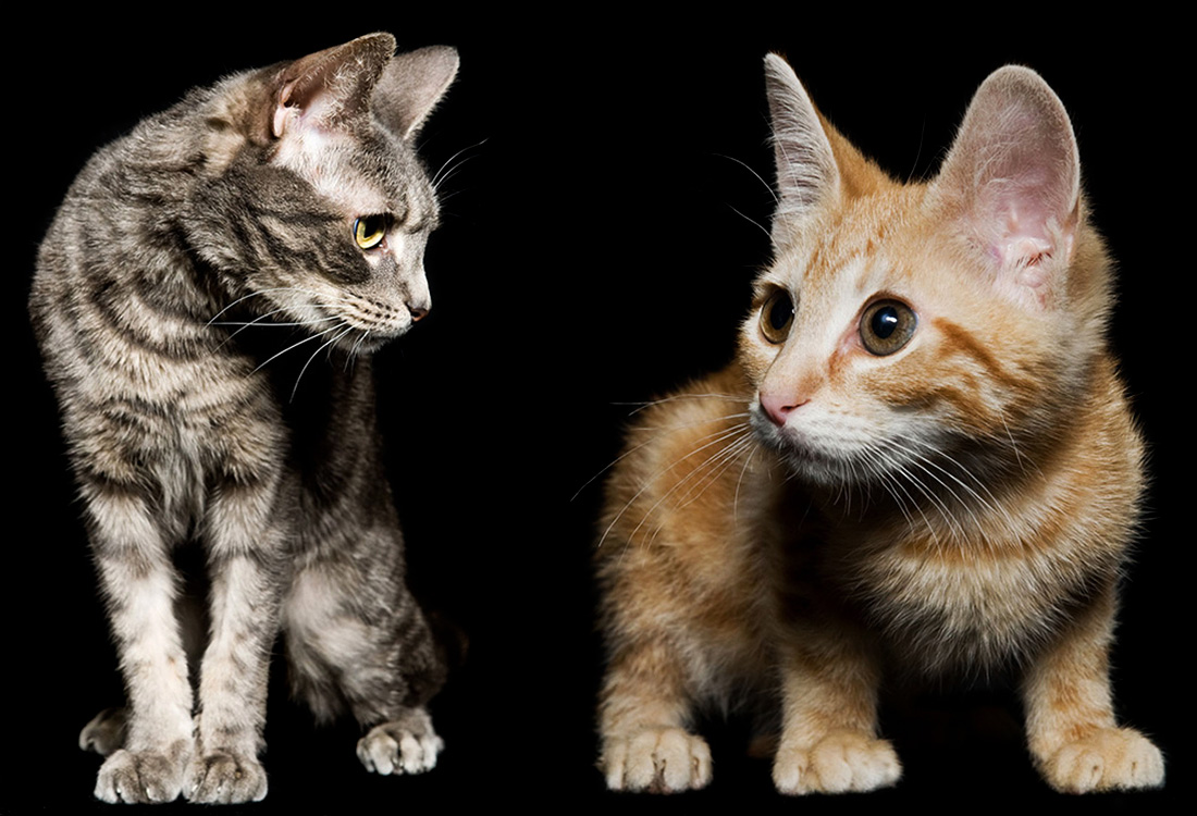 Los Angeles Cat Photography, Michael Brian, pet, dog, Studio portrait of two mixed breed kittens, Studio portrait of four kittens sitting side by side