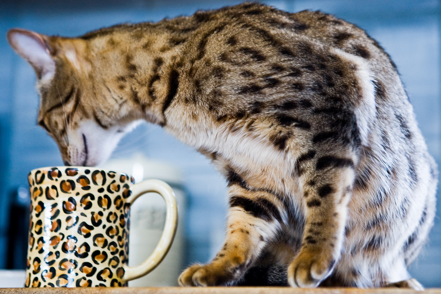 Los Angeles Cat Photography, Michael Brian, pet, dog, Bengal cat drinking coffee from leopard mug