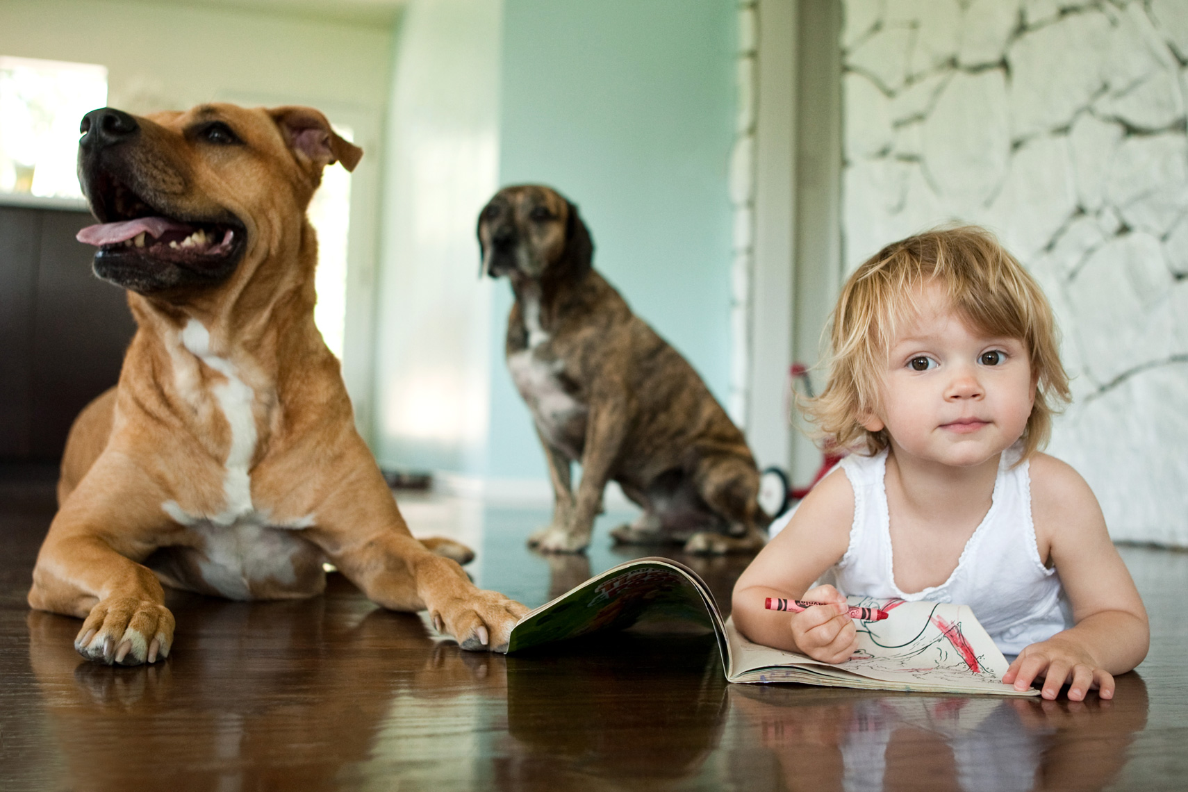 Los Angeles Dog Photography, Michael Brian, pet, cat, children, Young girl on floor draws in coloring book as dogs watch