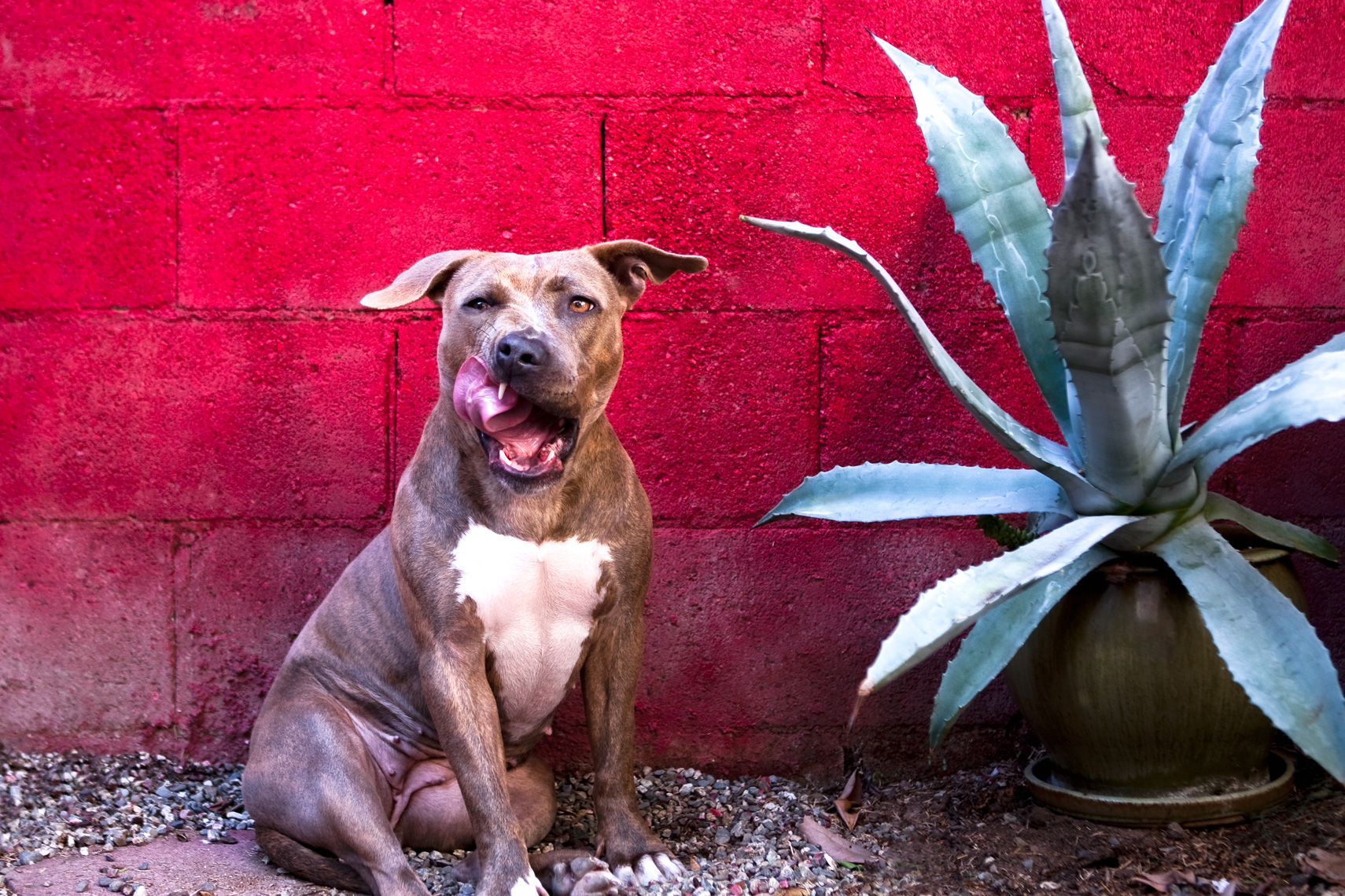 Los Angeles Dog Photography, Michael Brian, Pit Bull Chouka licking chops against red wall with Aloe plant