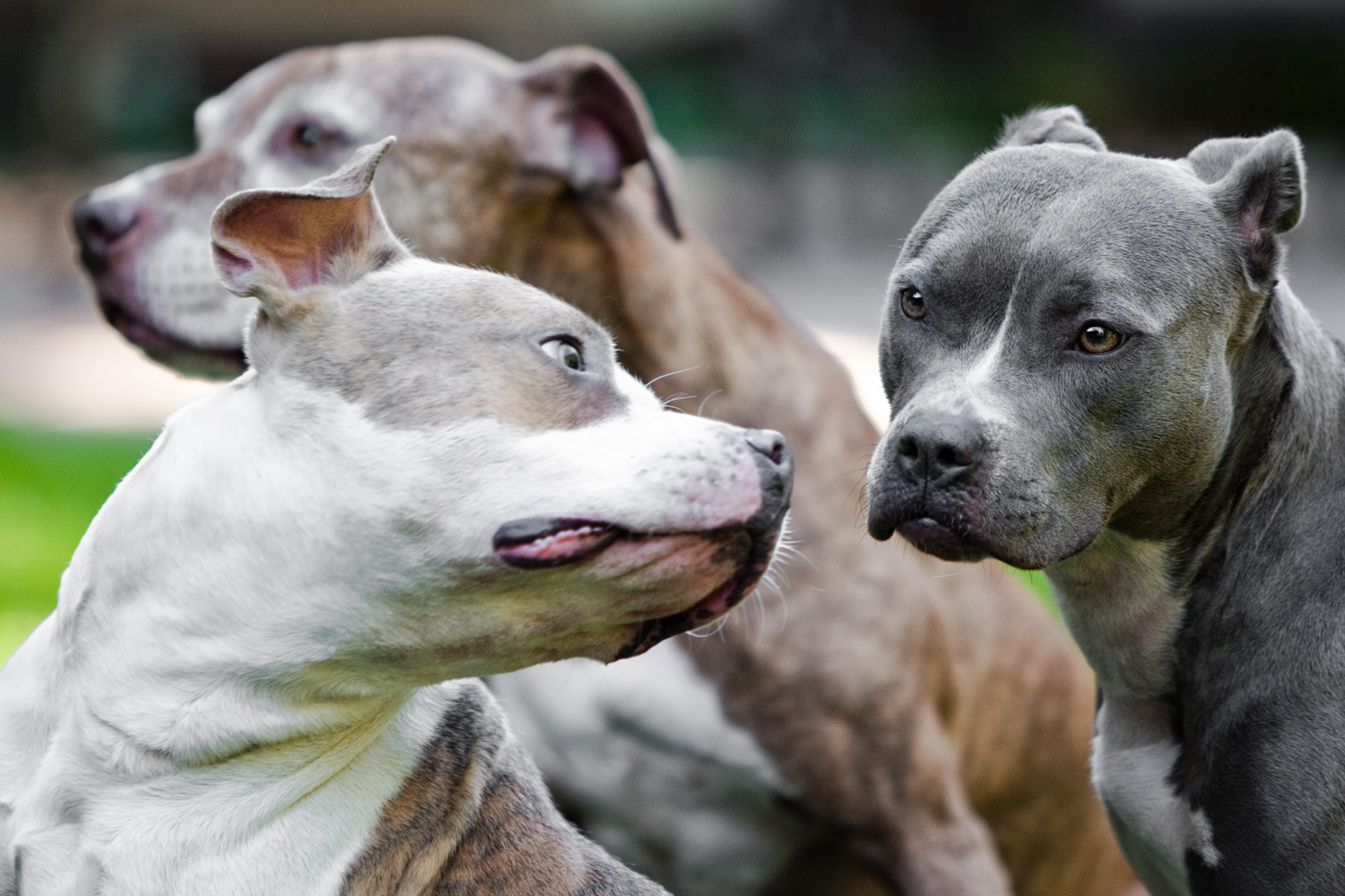 Los Angeles Dog Photography, Michael Brian, Portrait of three Pit Bulls