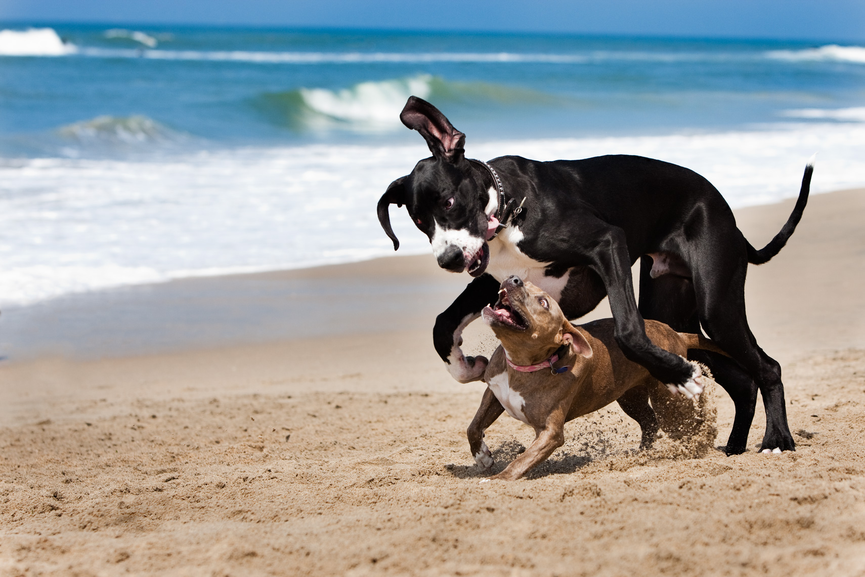 Los Angeles Dog Photography, Michael Brian, Pit Bull plays with Great Dane on beach, Huntington Beach, California Dog Beach, Cesar