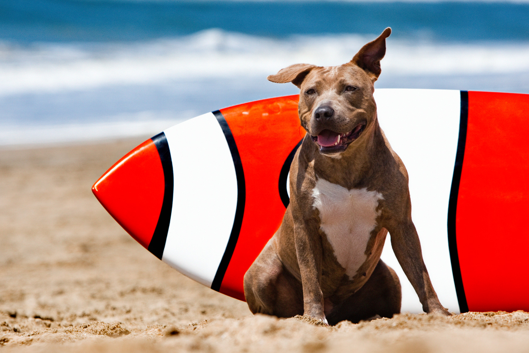 Los Angeles Dog Photography, Michael Brian, Pit Bull and surfborad on beach, Huntington Beach, California Dog Beach, Cesarsway Magazine