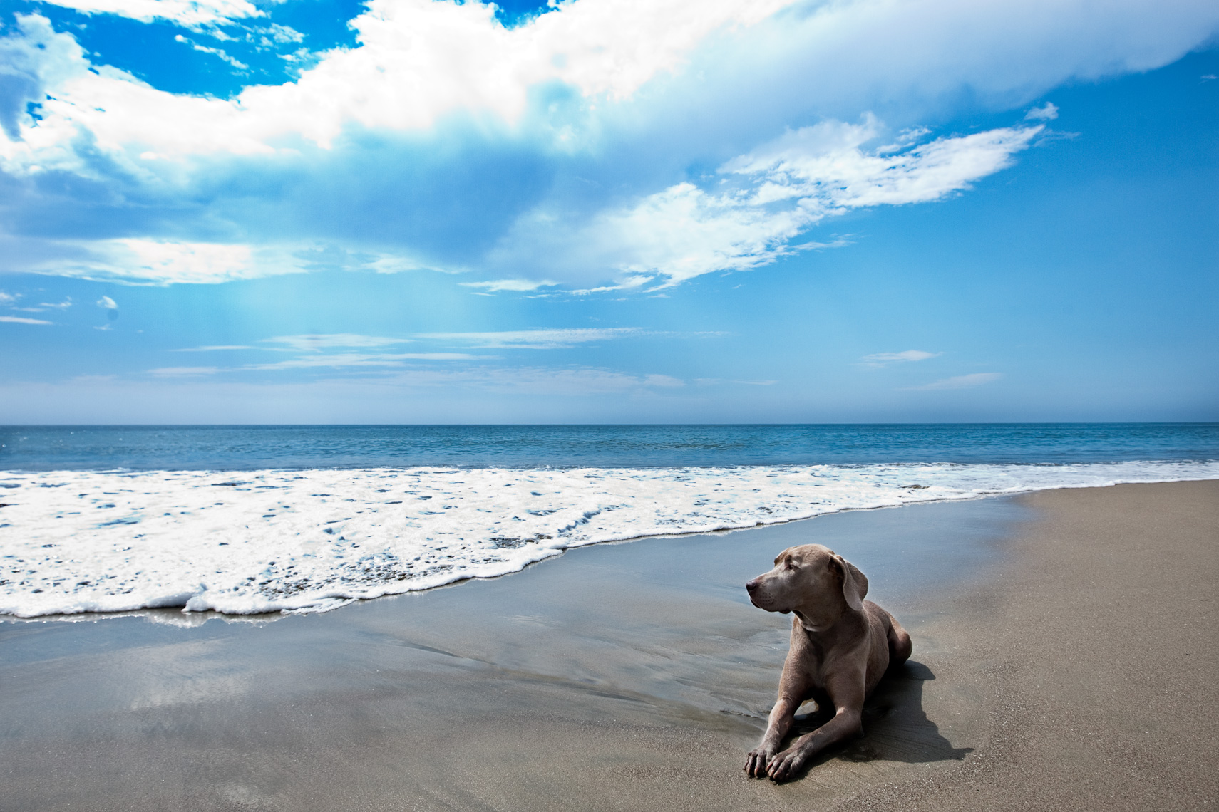 Los Angeles Dog Photography, Michael Brian, Weimaraner laying on beach, Padero Beach, California