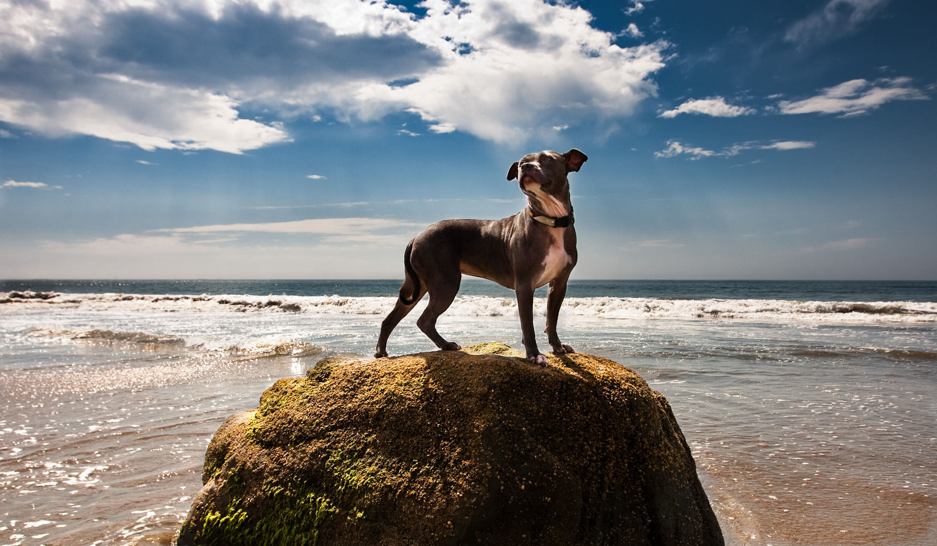 Los Angeles Dog Photography, Michael Brian, Blue Nose Pit Bull Kasha Fierce on rock at Padero Beach, California