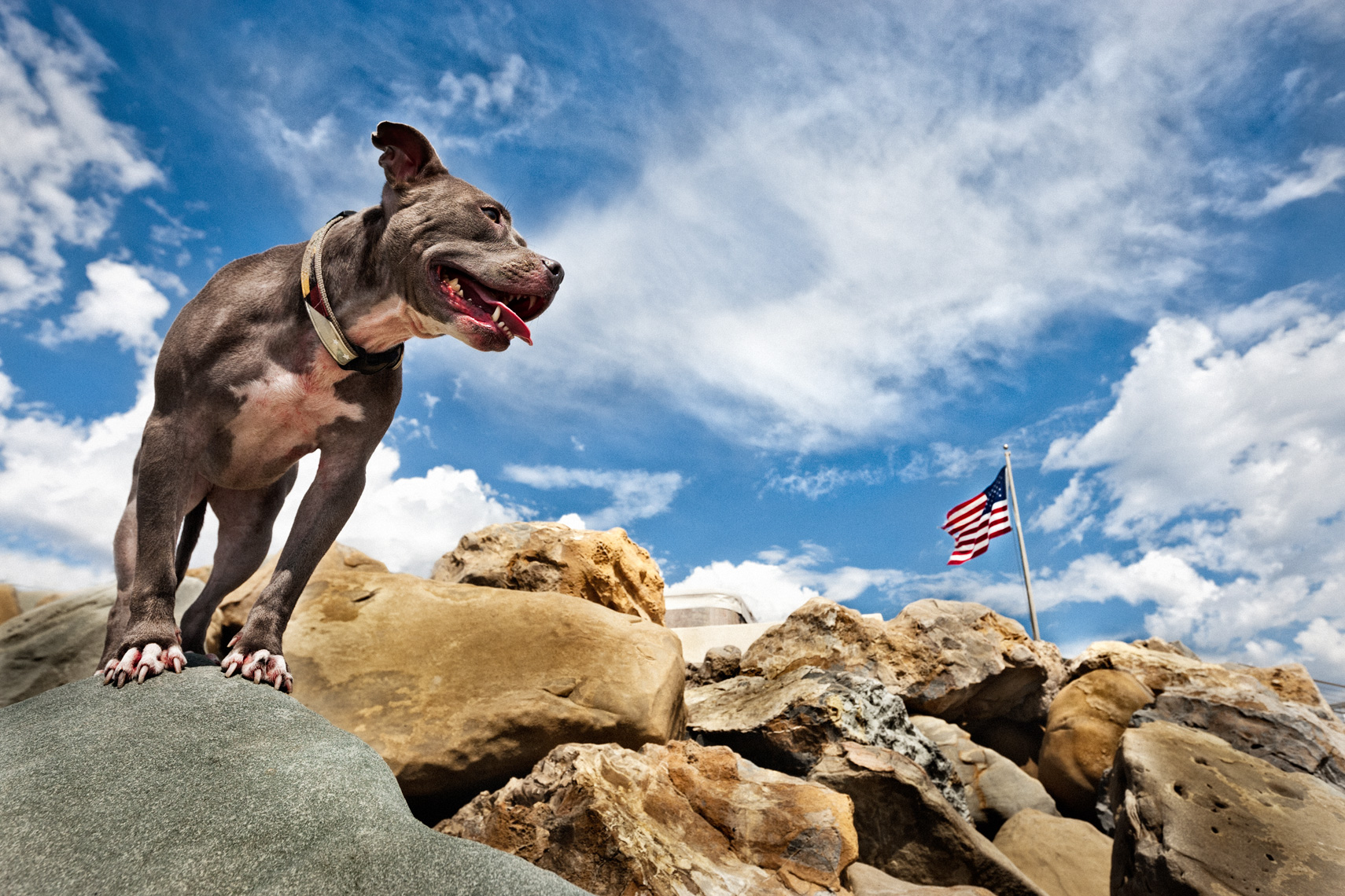 Los Angeles Dog Photography, Michael Brian, Blue Pitbull Kasha Fierce on rock at Padero Beach, California with American flag