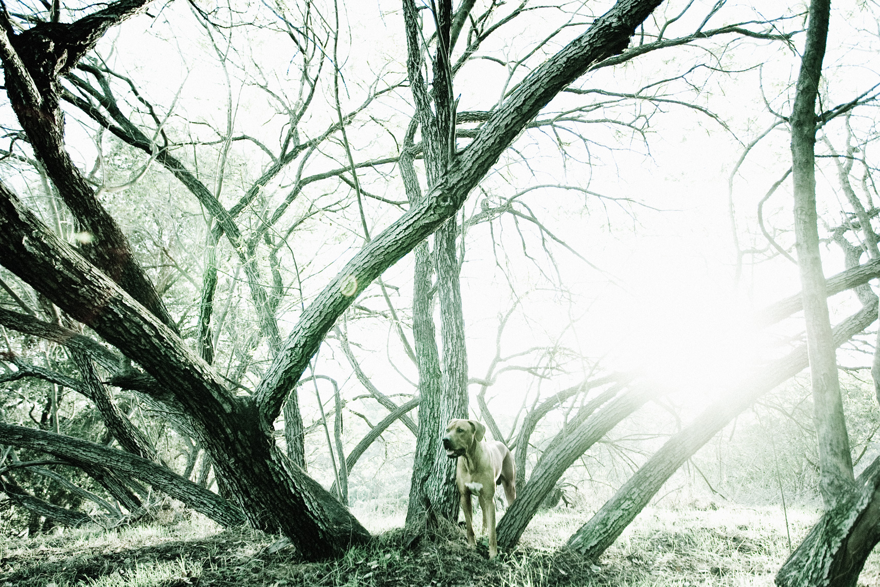 Los Angeles Dog Photography, Michael Brian, Rhodesian Ridgeback sun flared woods