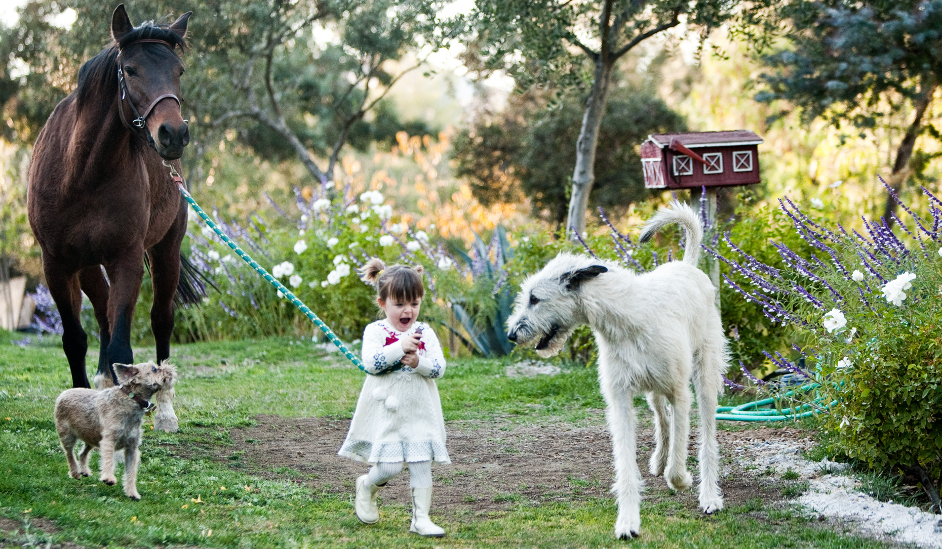 Los Angeles Dog Photography, Michael Brian, pet, cat, children, Irish Wolfhound, terrier, Young girl laughing with horse and two dogs