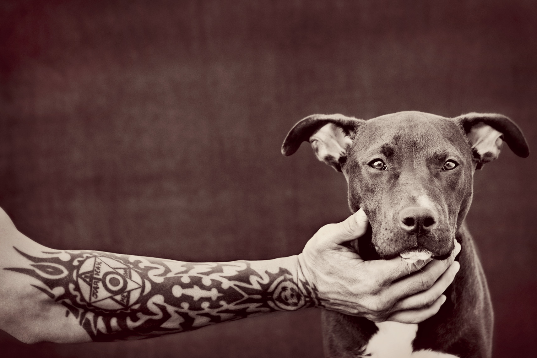 Los Angeles Dog Photography, Michael Brian, Tyson Kilmer, Pit Bull puppy with tattooed arm