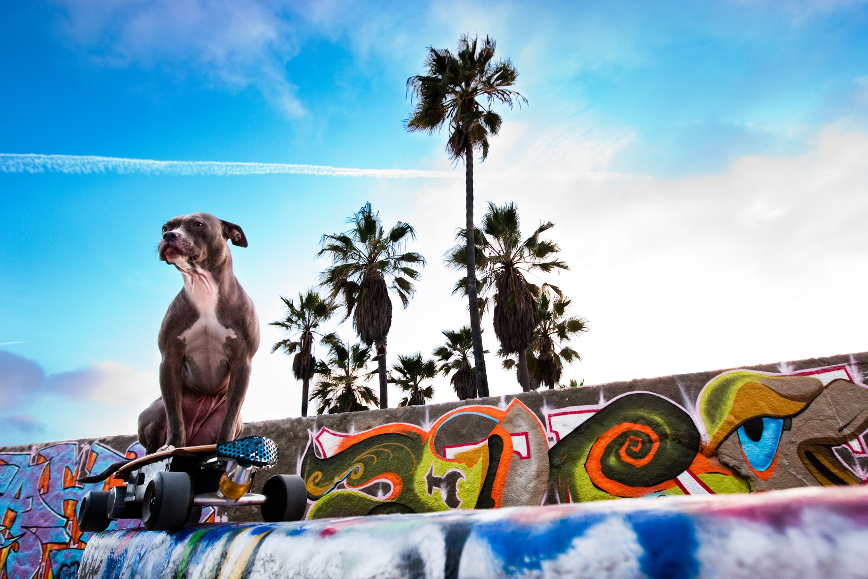 Los Angeles Dog Photography, Michael Brian, Pit Bull, Venice Beach, graffiti, palm trees, Blue Nose, Kasha Fierce, California, blue sky