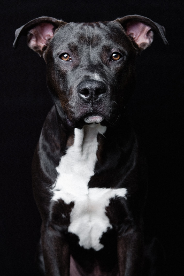 Los Angeles Dog Photography, Michael Brian, Black adult Pit Bull