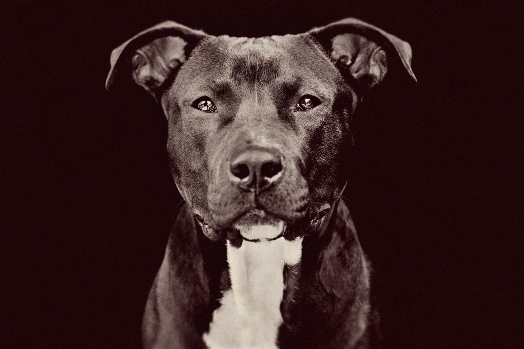 Los Angeles Dog Photography, Michael Brian, pet, cat, Black and white Pit Bull, Studio portrait