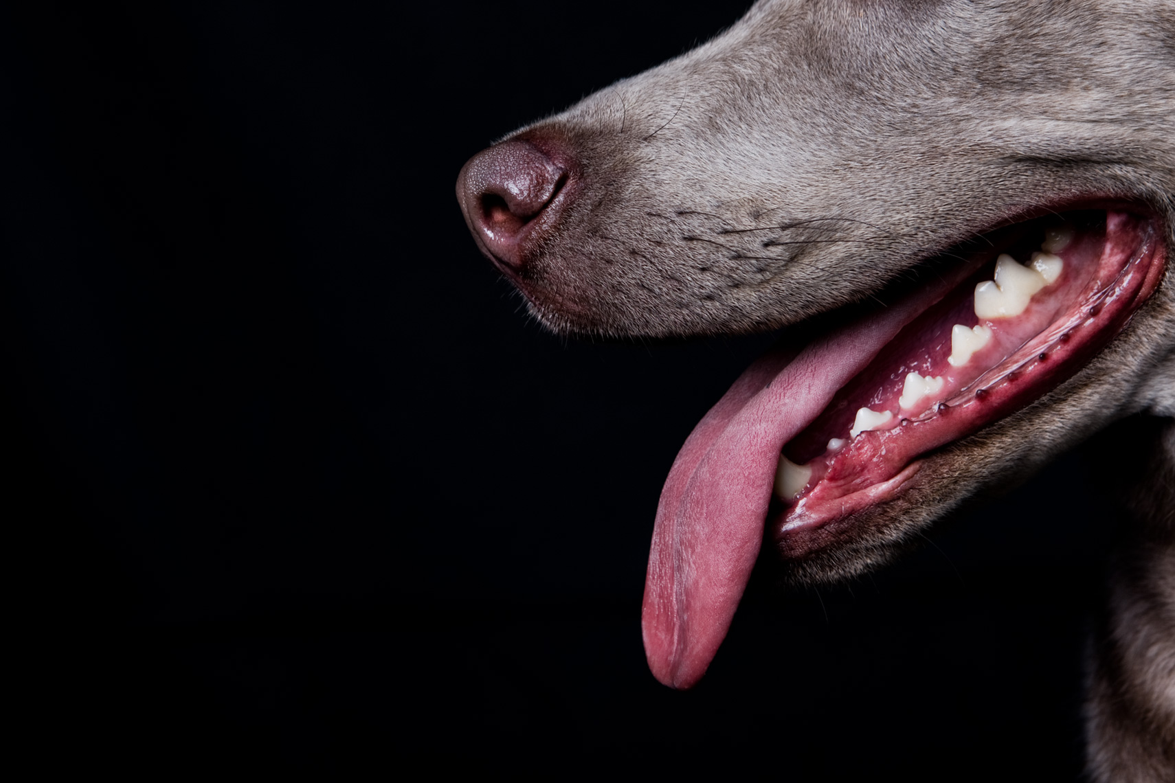 Los Angeles Dog Photography, Michael Brian, pet, cat, Closeup studio profile portrait of dog
