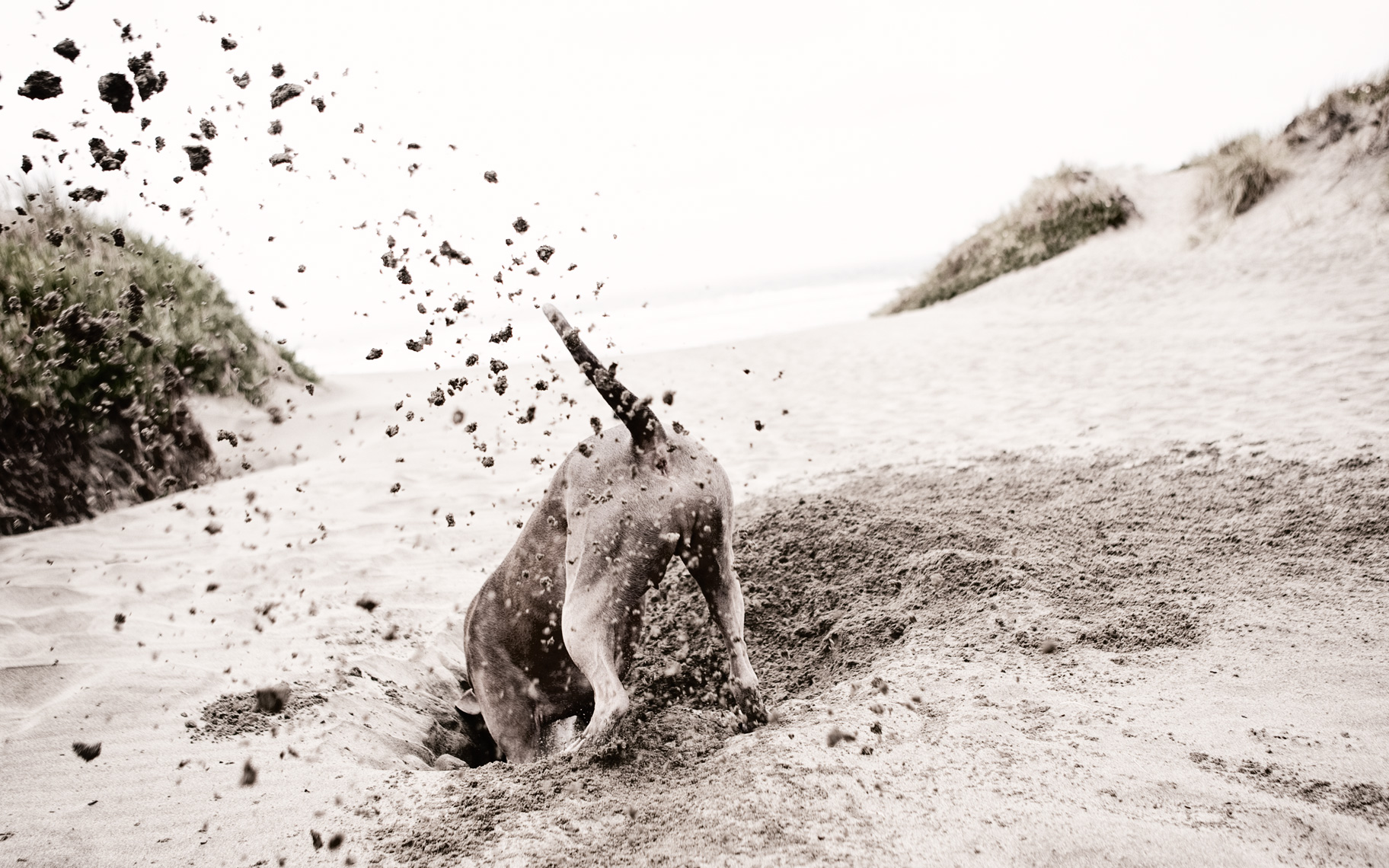 Los Angeles Dog Photography, Michael Brian, pet, cat, Pit Bull digging hole at beach, Blue Nose