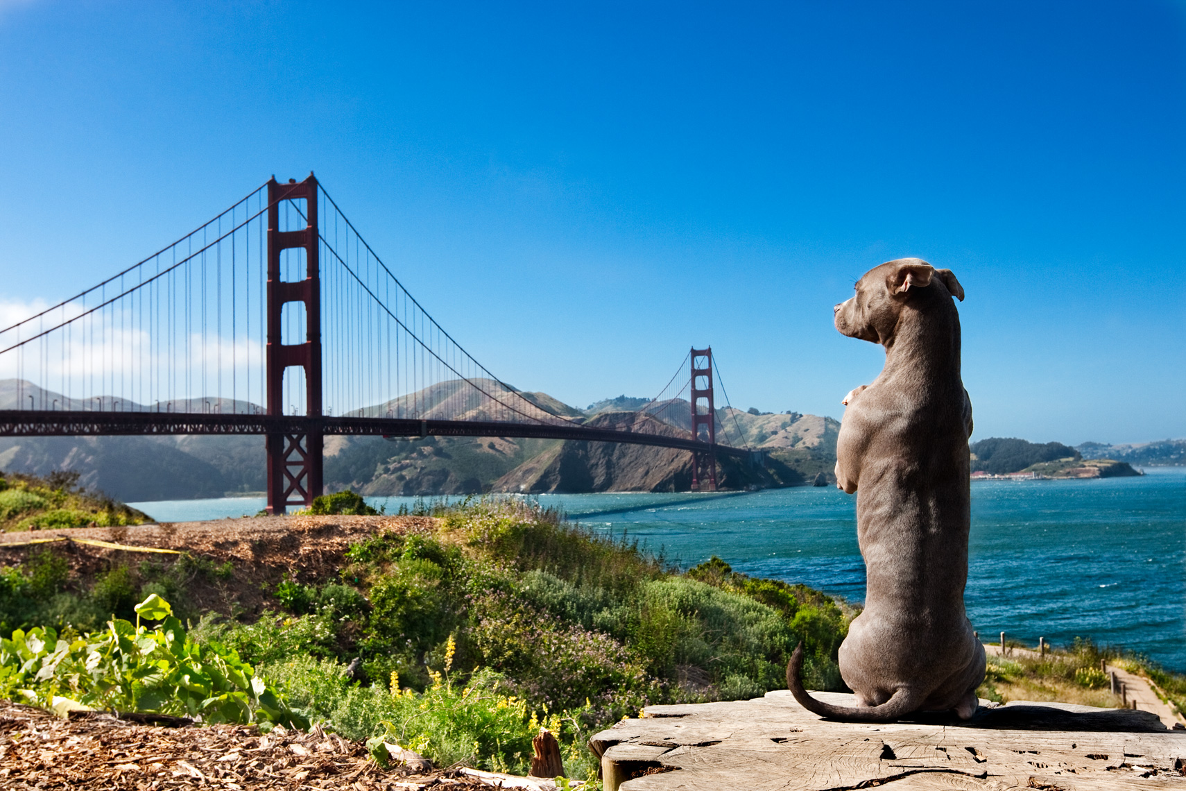 Los Angeles Dog Photography, Michael Brian, Golden Gate Bridge, Pit Bull sitting on two back legs, Blue Nose, Kasha Fierce