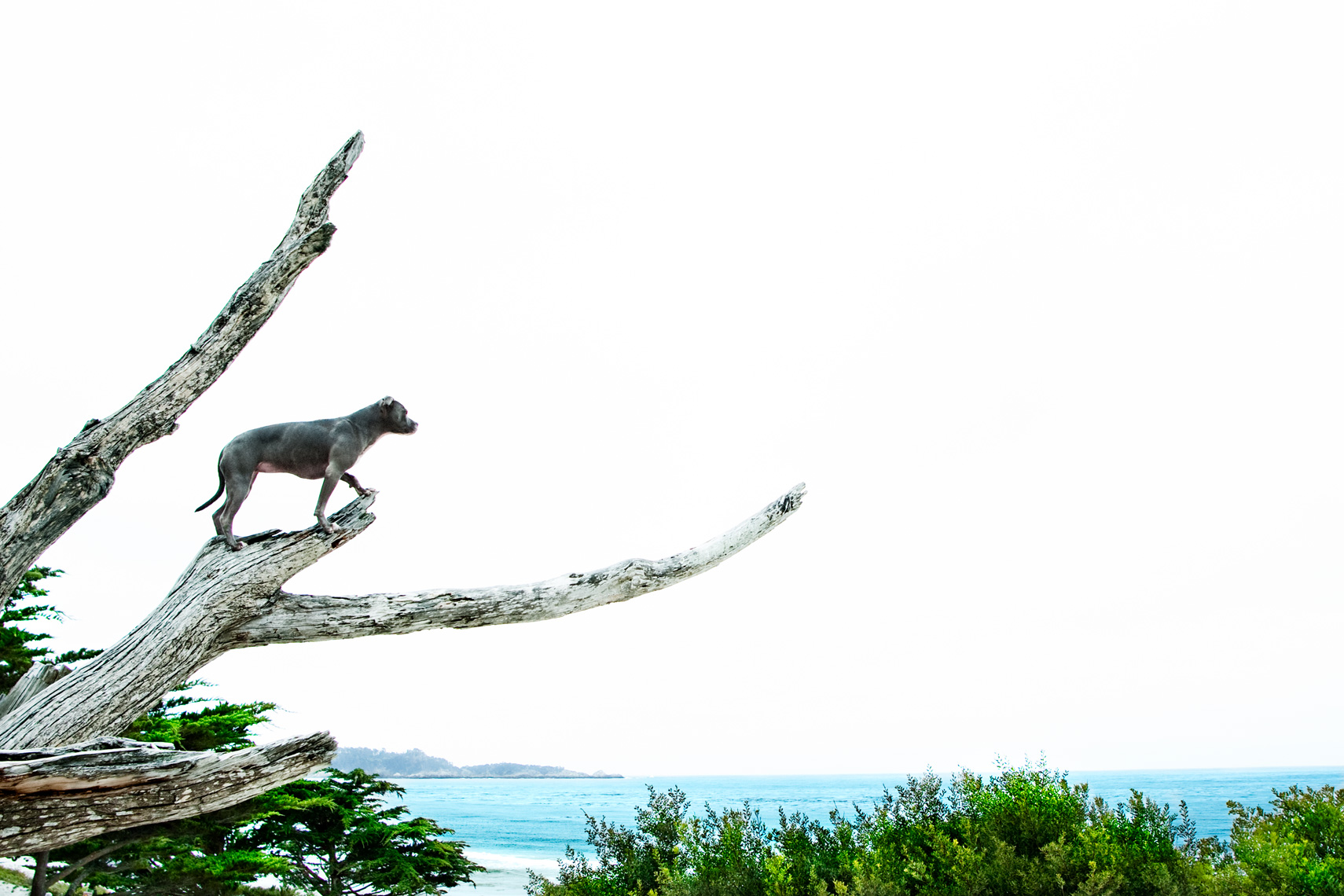Los Angeles Dog Photography, Michael Brian, Blue Nose Pit Bull Kasha Fierce on branch in tree overlooking ocean Carmel, California