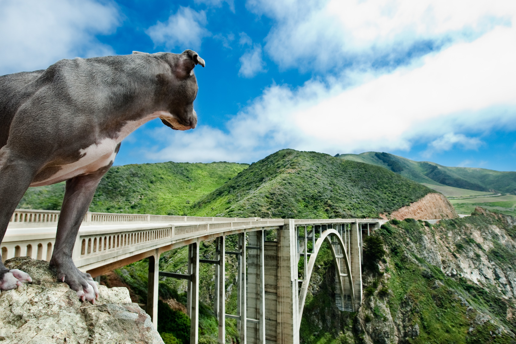 Los Angeles Dog Photography, Michael Brian, Pit Bull on Bixby Bridge, Highway 1, Blue Nose, Kasha Fierce, California