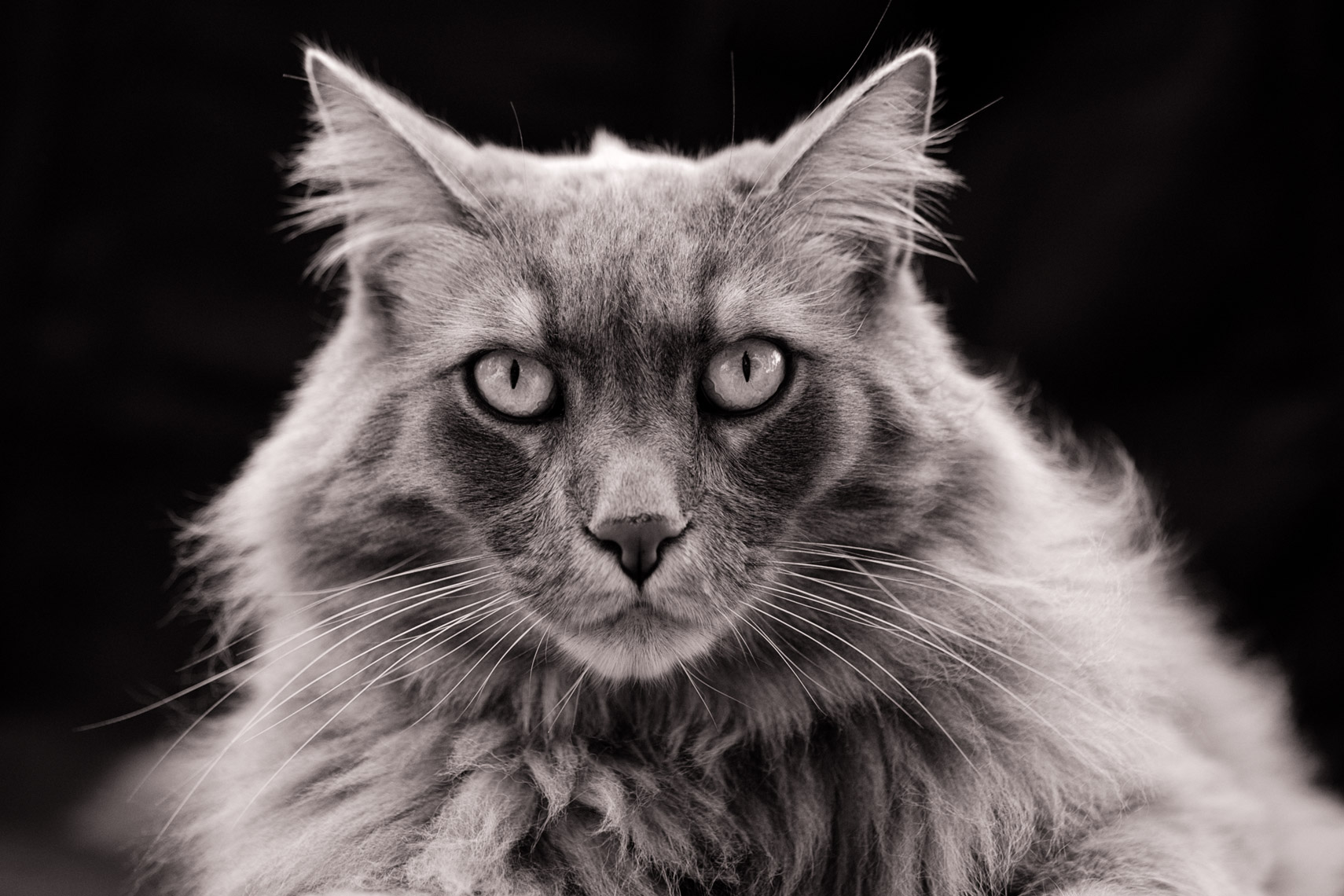 20110523_rolandawatts_dexter_3478_nikbleach_bwnuetral