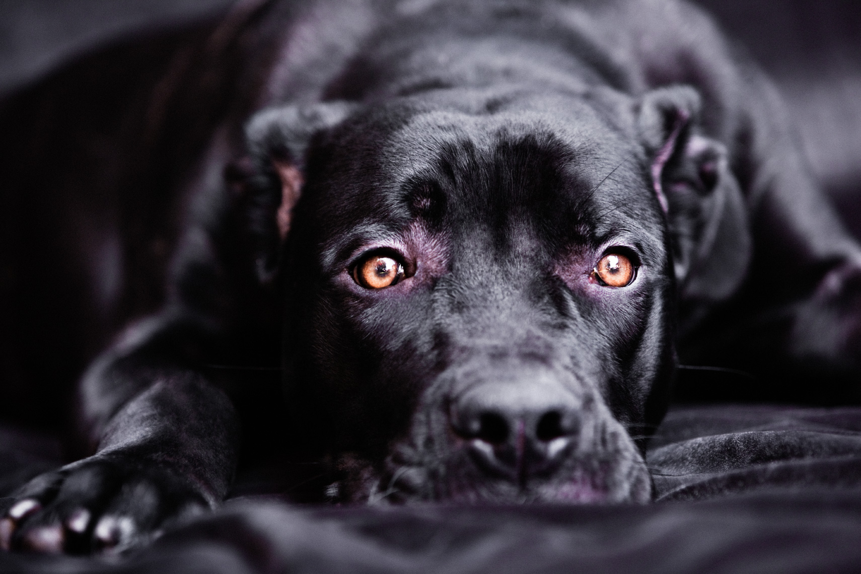 Los Angeles Dog Photography Michael Brian Pet Cat Cane