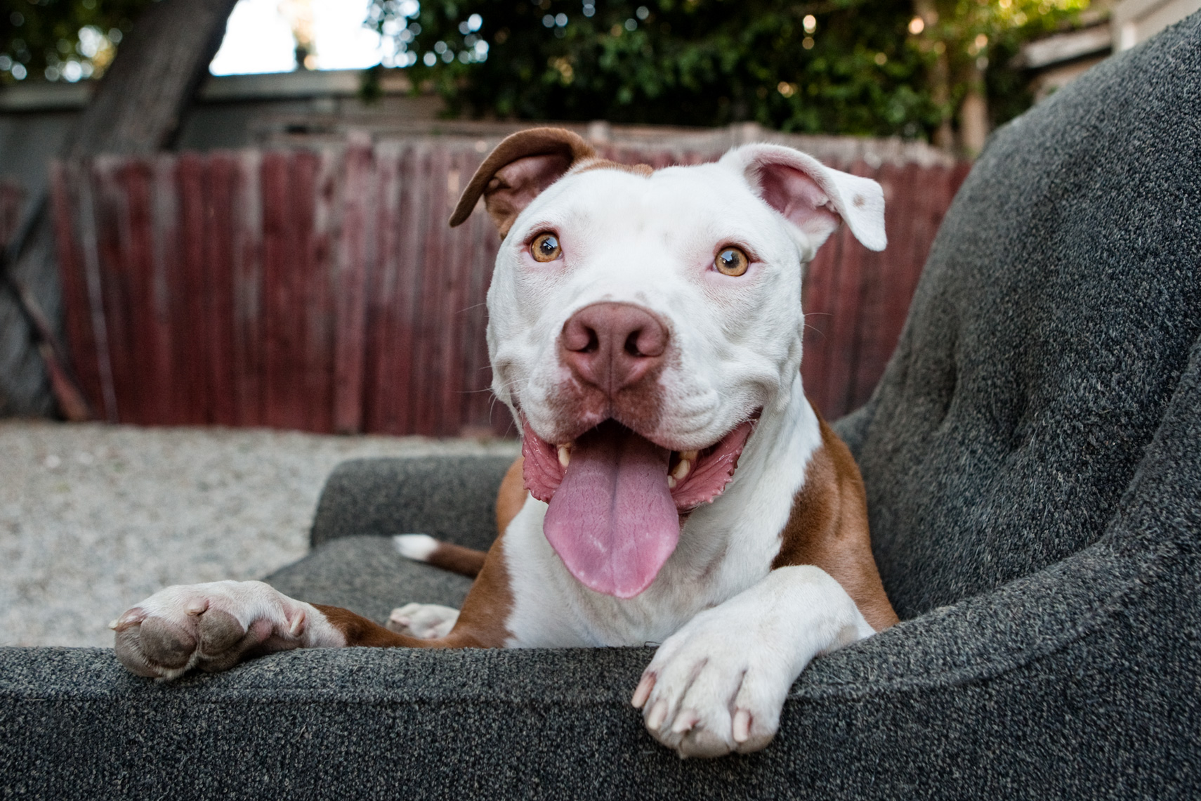 Los Angeles Dog Photography, Michael Brian, Happy white Pit Bull in chair