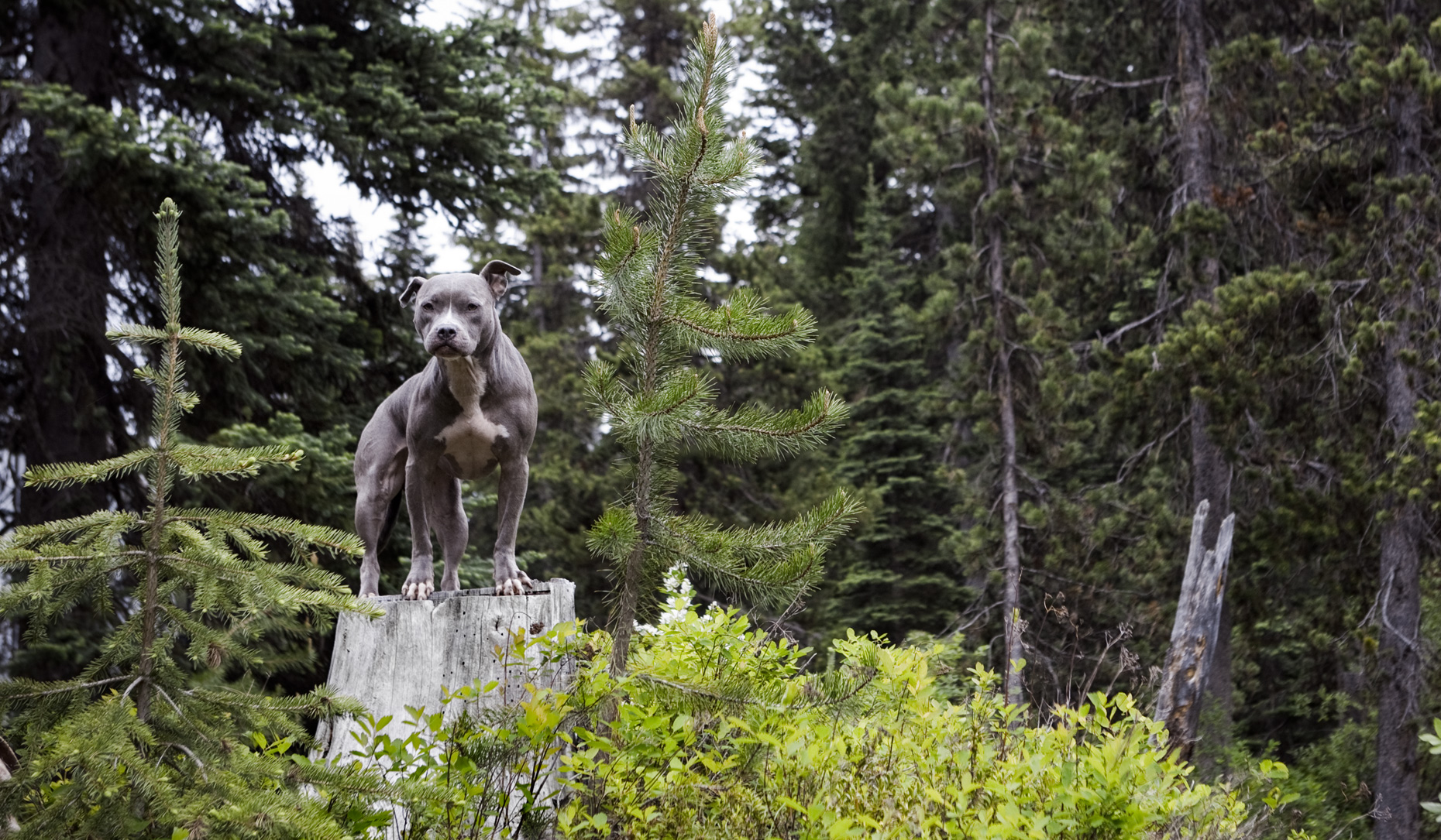 Los Angeles Dog Photography, Michael Brian, Blue Nose Pit Bull Kasha Fierce on tree stump in woods
