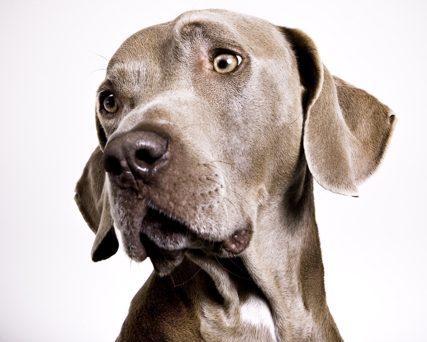 Los Angeles Dog Photography, Michael Brian, pet, cat, Weimaraner, studio headshot portrait