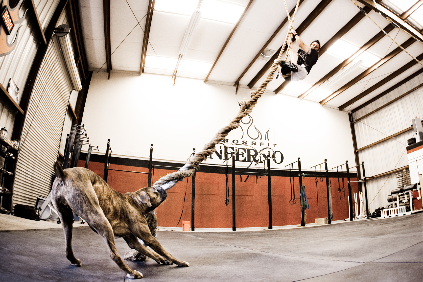 Crossfit, LA Dog Photography, Michael Brian, Los Angeles, Sports, Bill Grundler, Crossfit,  rope climb, Boxer dog pulling on rope