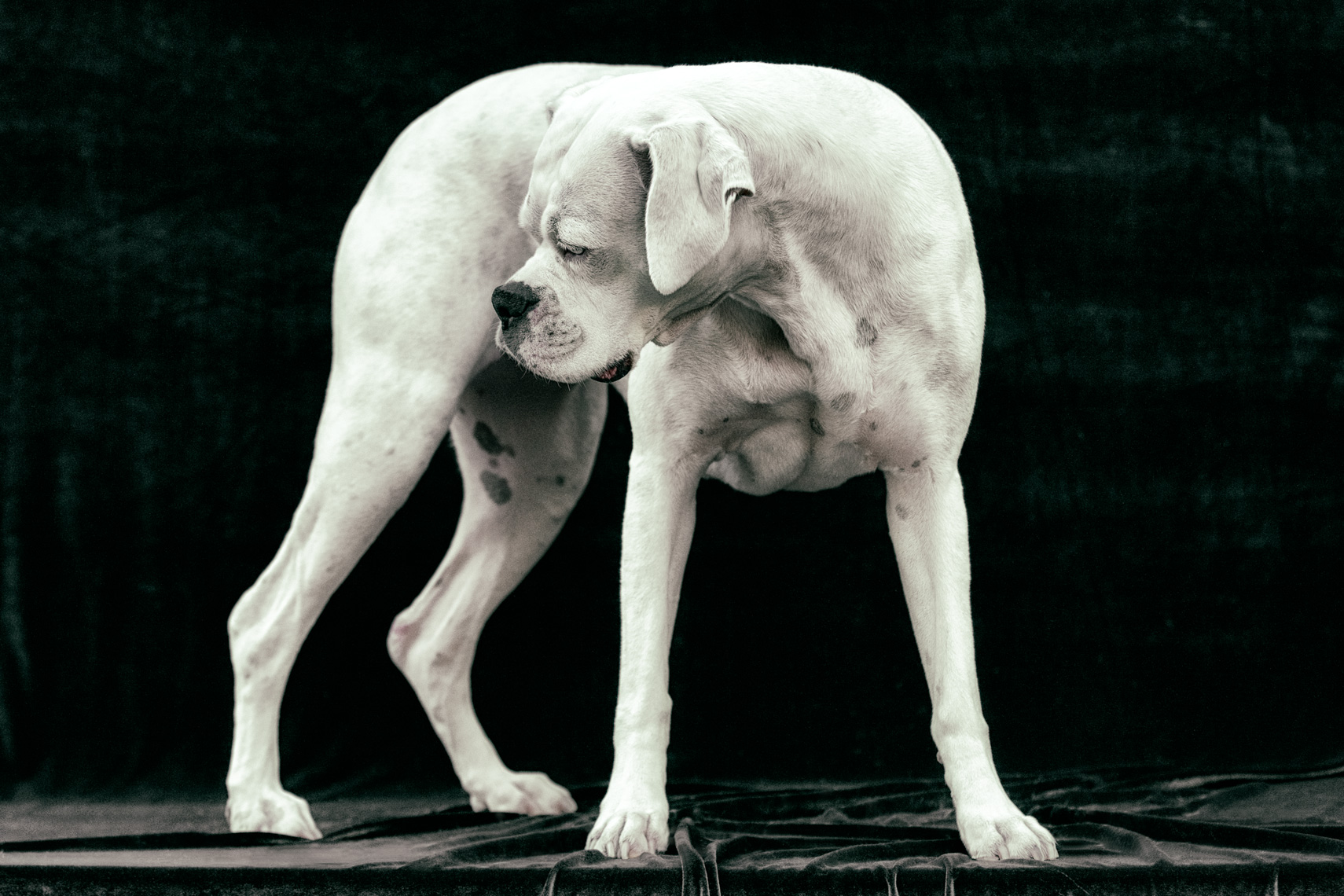 Los Angeles Dog Photography, Michael Brian, pet, cat, White Boxer standing, studio portrait