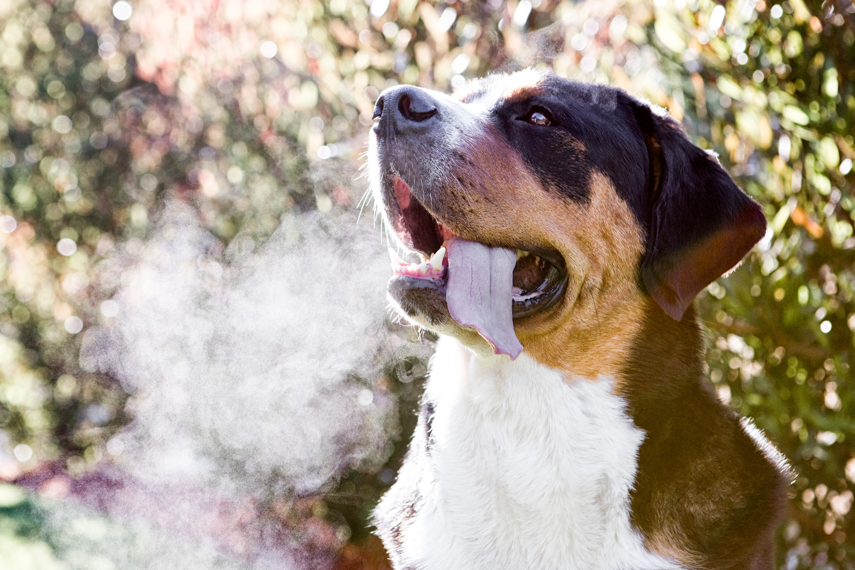 Los Angeles Dog Photography, Michael Brian, pet, cat, Greater Swiss Mountain Dog breathing heavy, tongue out, fog coming out mouth