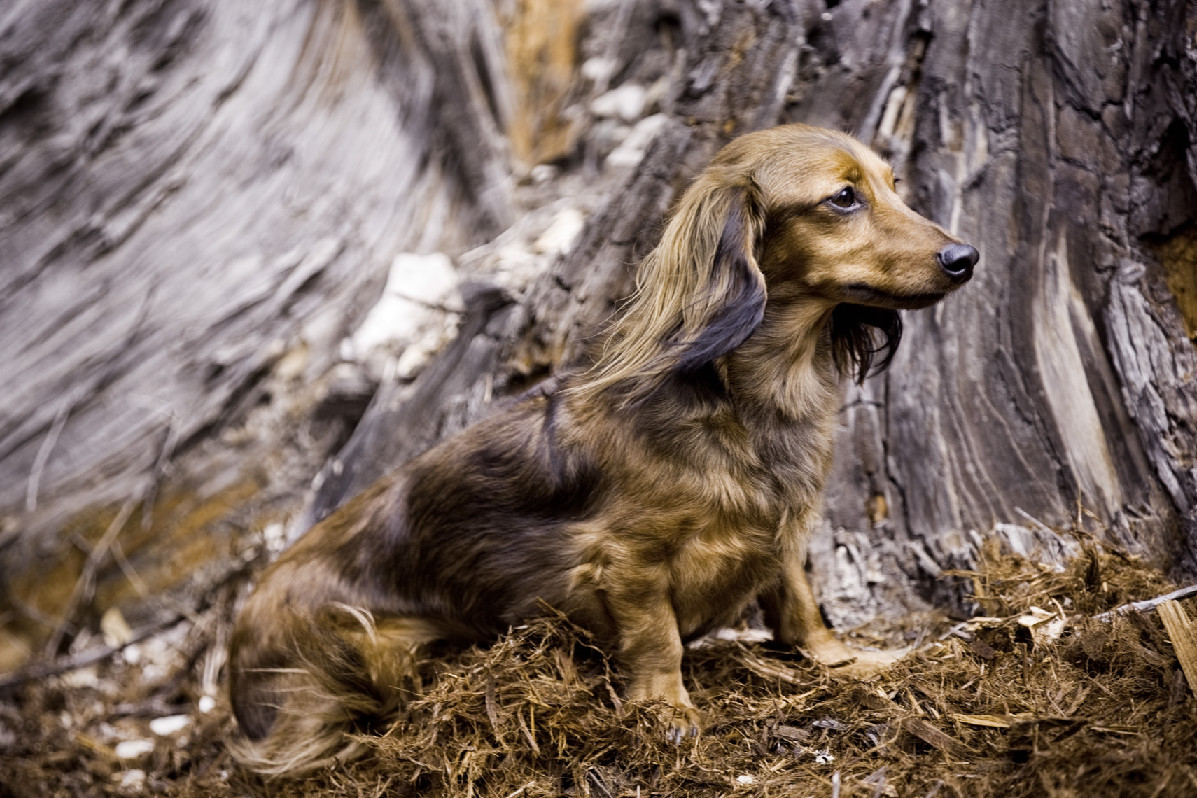 Los Angeles Dog Photography, Michael Brian, pet, cat, Gorgeous outdoor portrait of Long Hair Dachshund