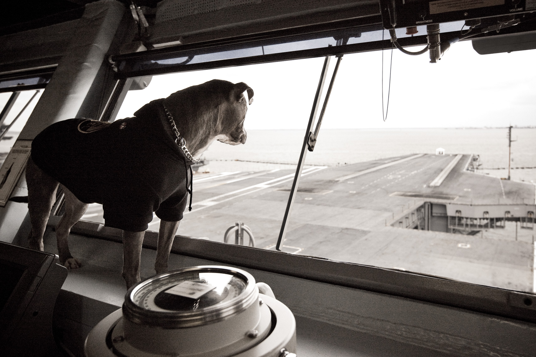 Los Angeles Dog Photography, Michael Brian, Pit Bull on USS George HW Bush, Blue Nose, Kasha Fierce on nuclear-powered aircraft carrier