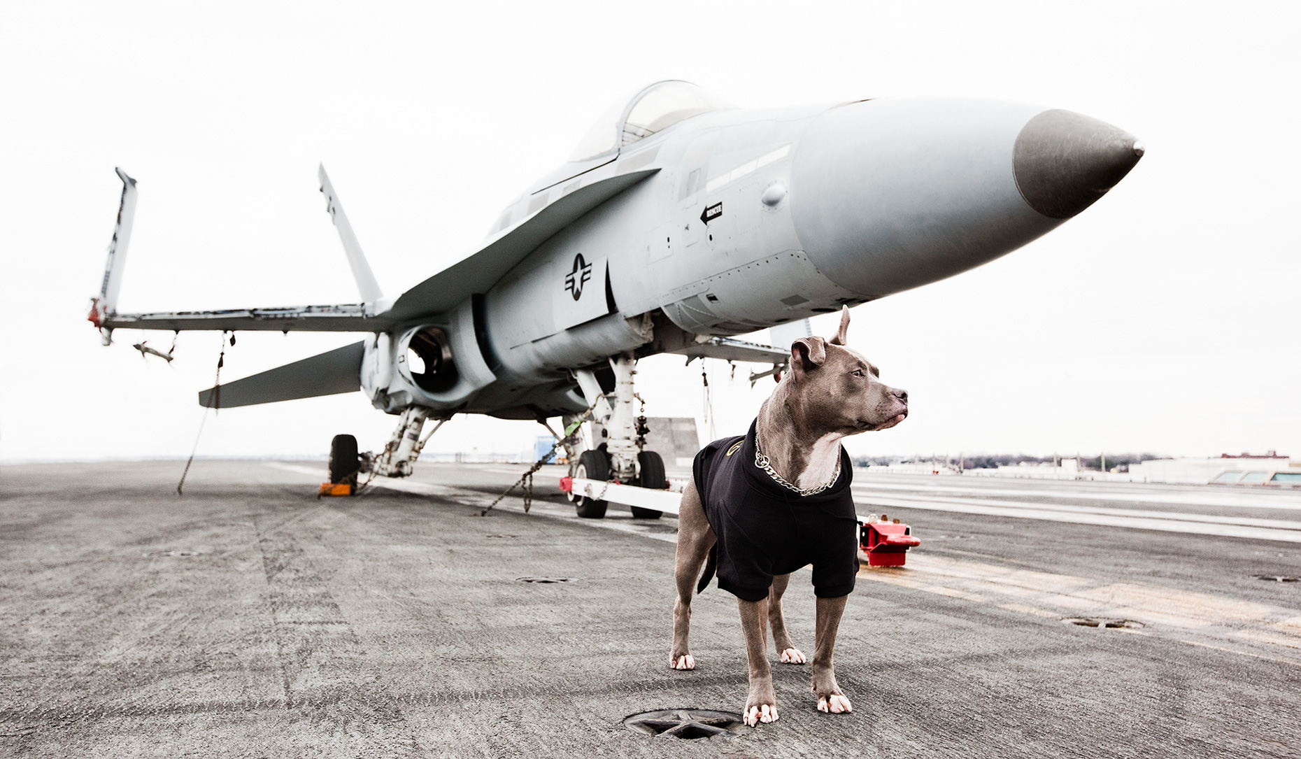 Los Angeles Dog Photography, Michael Brian, Pit Bull, F-16, USS George HW Bush, Blue Nose, Kasha Fierce on deck of  nuclear-powered aircraft carrier