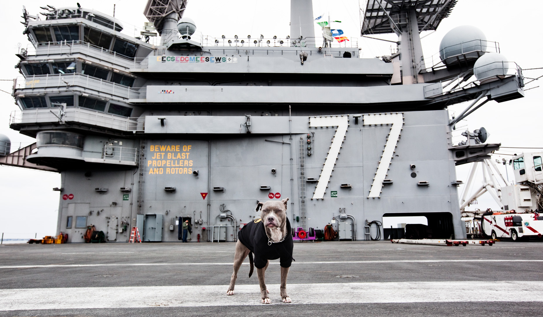Los Angeles Dog Photography, Michael Brian, Pit Bull on deck of USS George HW Bush, Blue Nose Pit Bull Kasha Fierce on nuclear-powered aircraft carrier