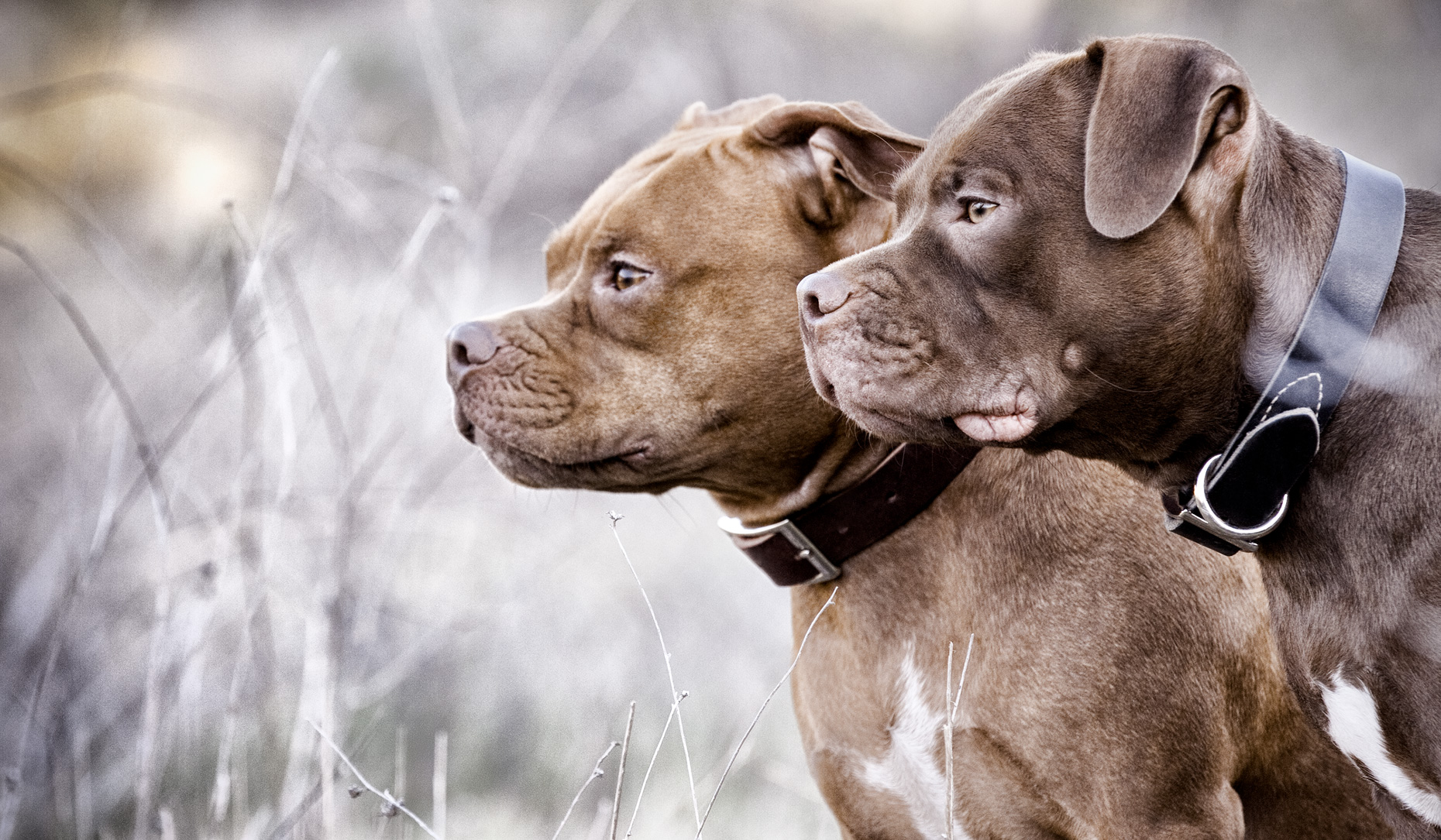 Los Angeles Dog Photography, Michael Brian, pet, cat, Two brown Pit Bulls, profile portrait