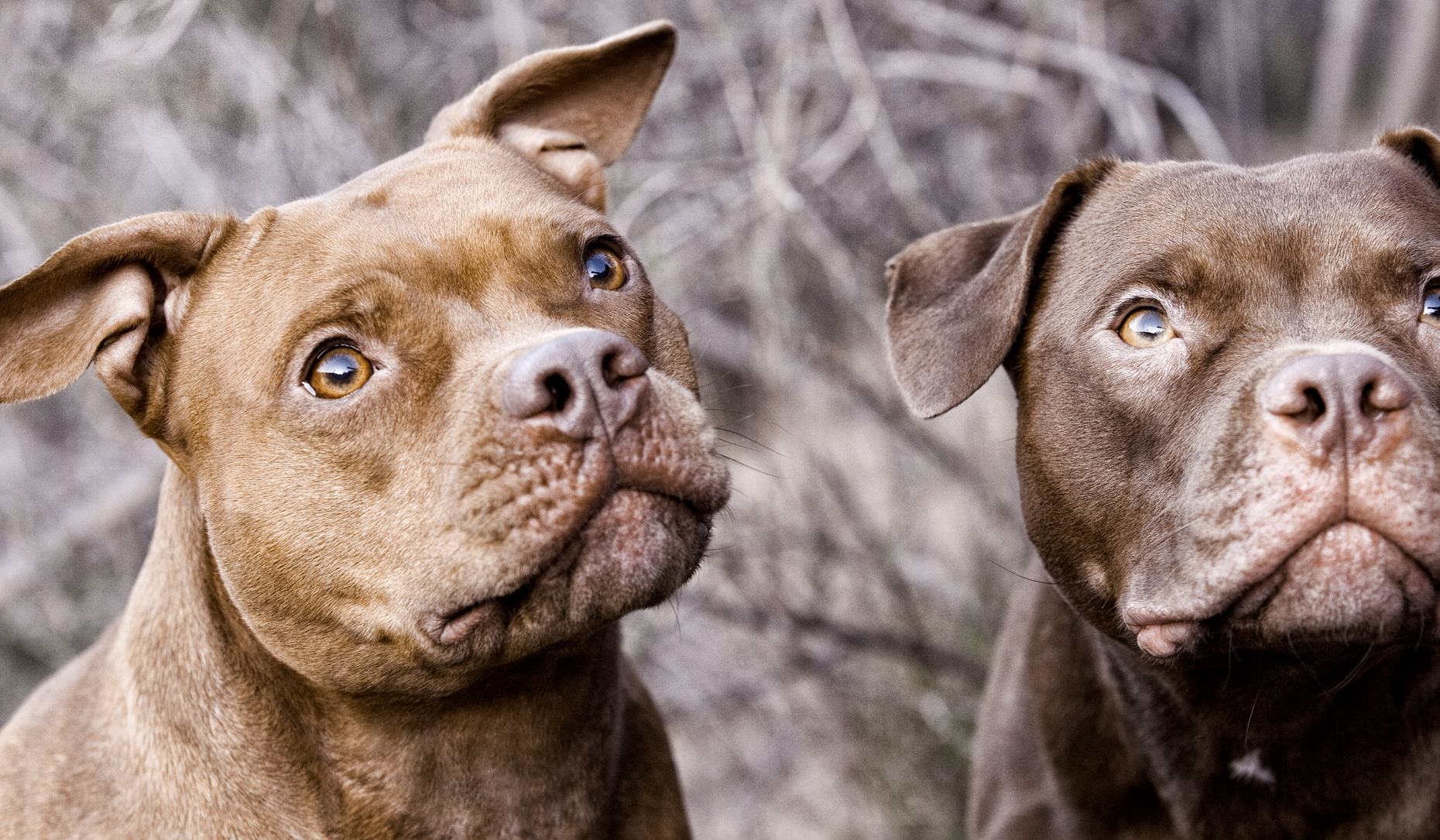 Los Angeles Dog Photography, Michael Brian, Two brown Pit Bulls