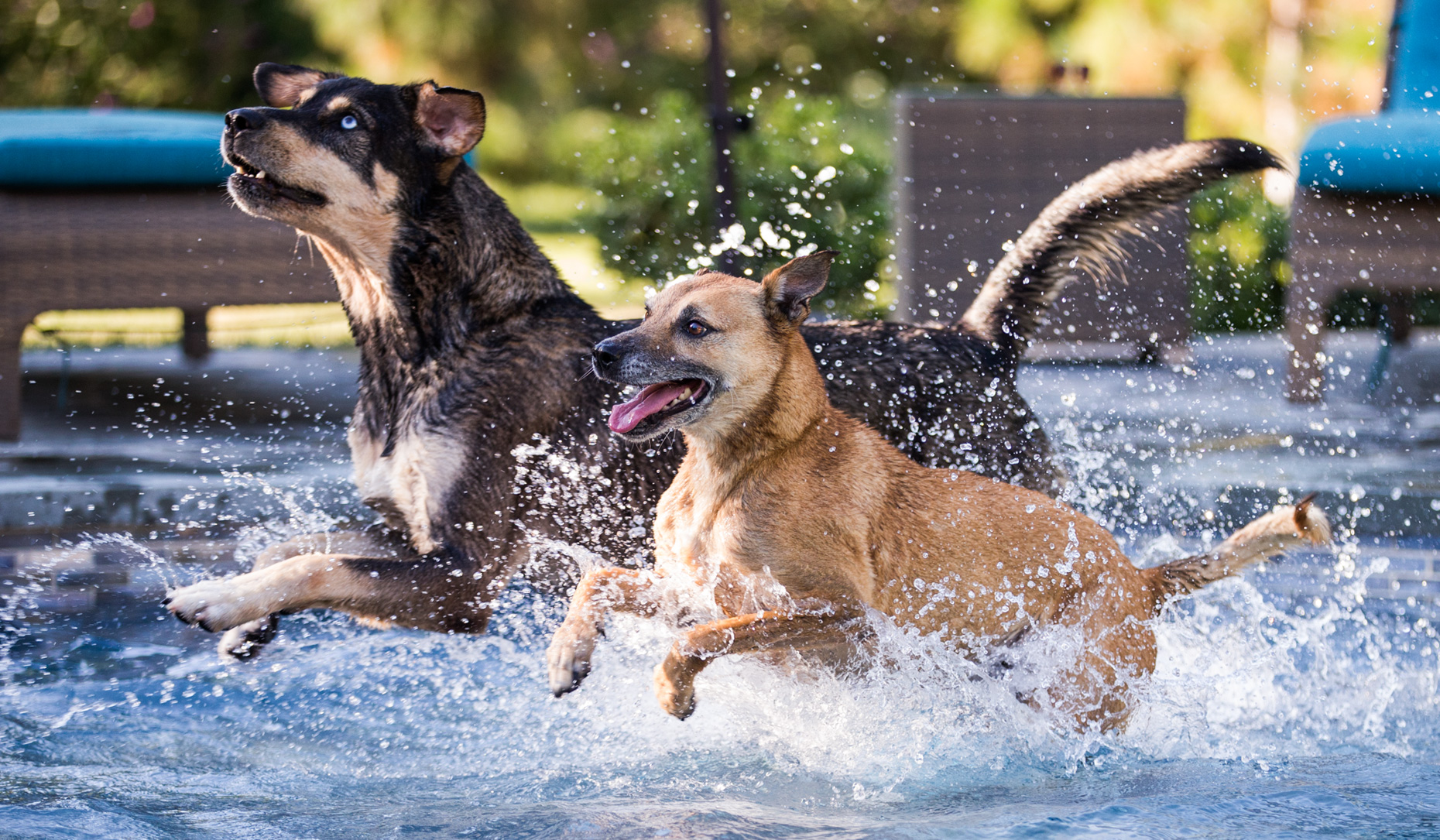 Los Angeles Dog Photography, Michael Brian, pet, cat, Two mixed breed dogs running, splashing through shallow water of pool
